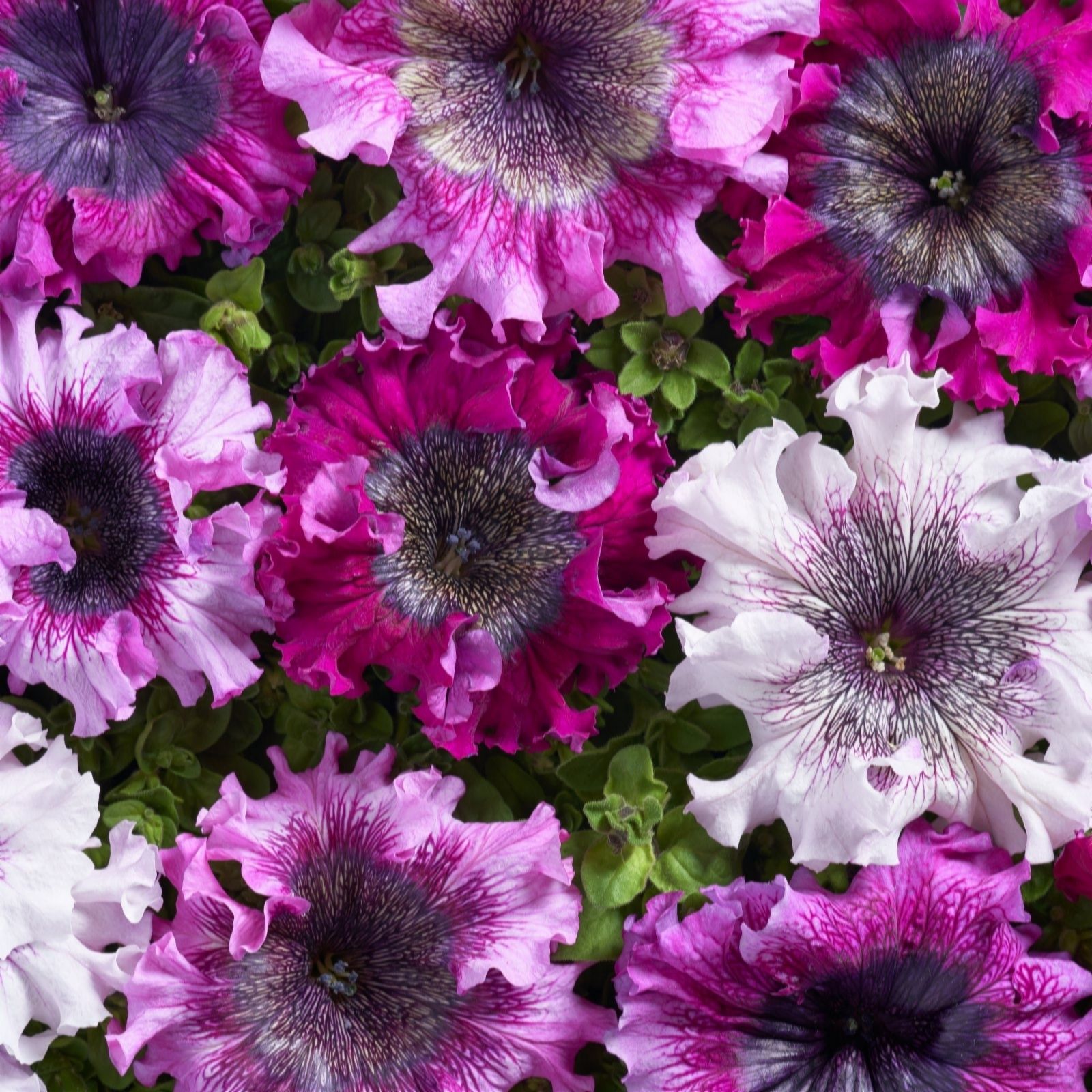 Thompson & Morgan Petunia 'Superbissima Triumph Mix' Garden Ready x 12