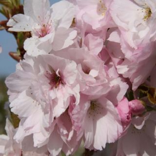 Frank P Matthews Prunus Amanogawa Bare Root