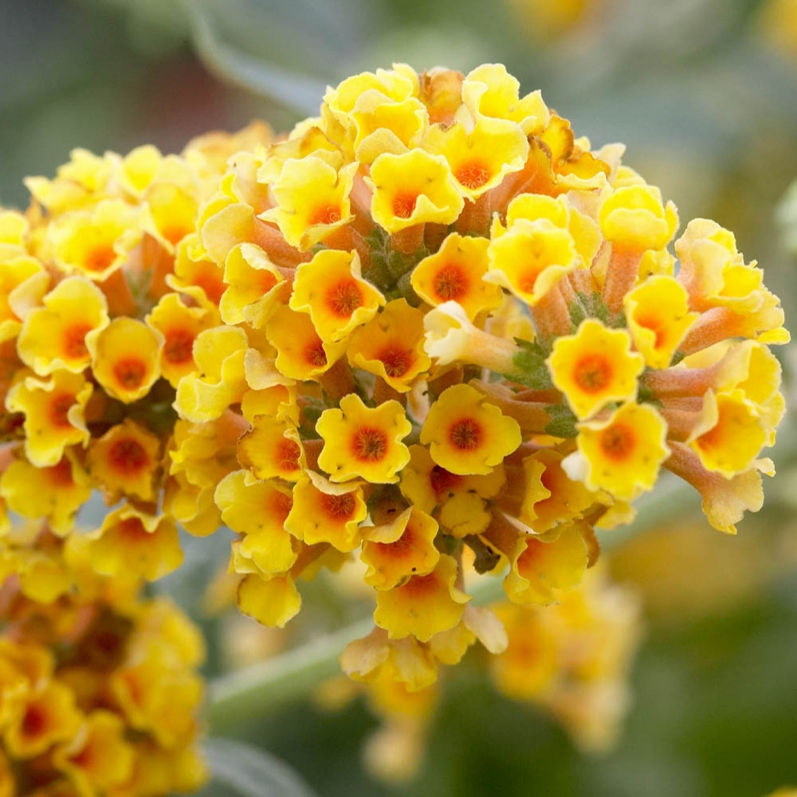 YouGarden Pair of Buddleia 'Sungold' in a 2L Pot