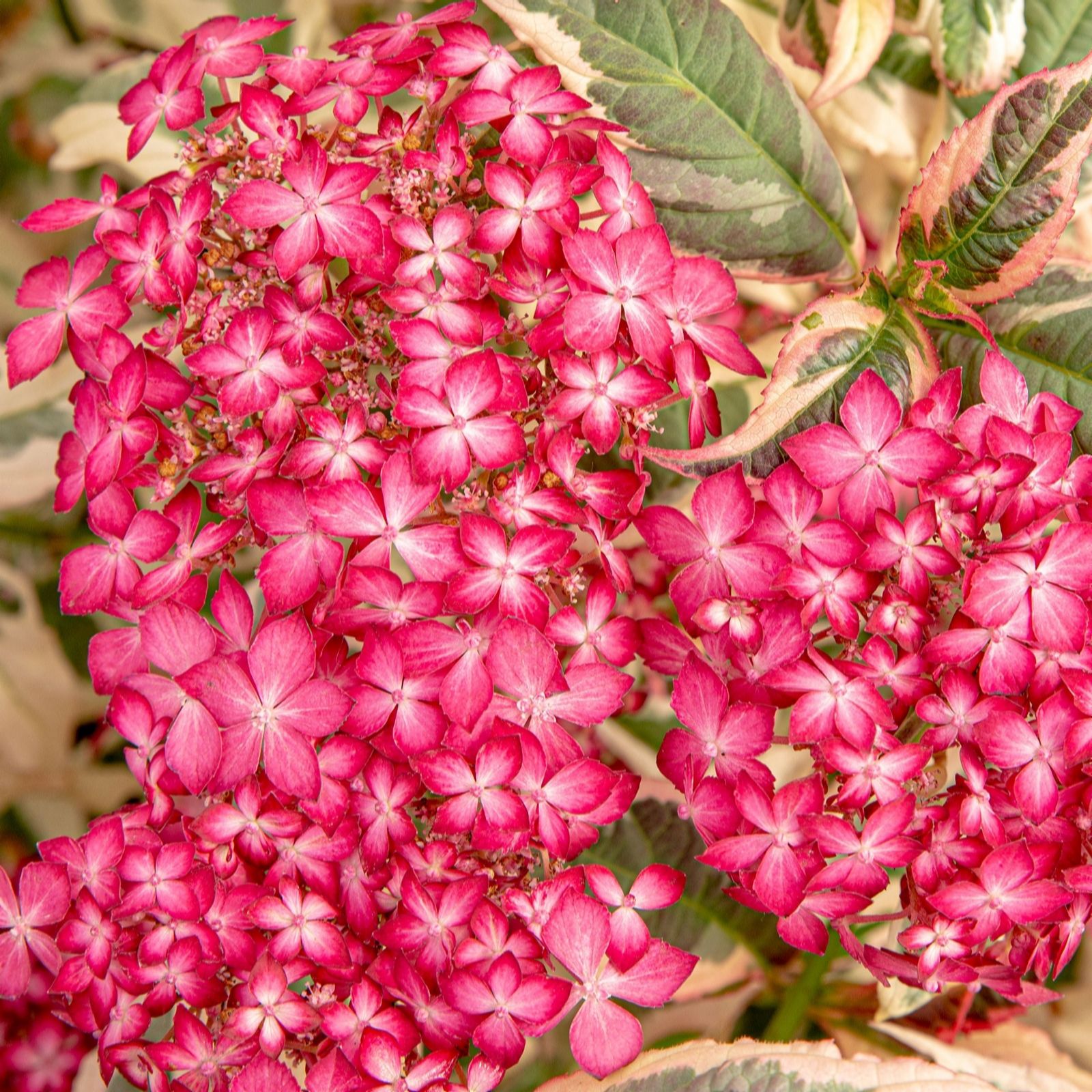 Plants2Gardens Hydrangea Serrata Euphoria Pink 3L