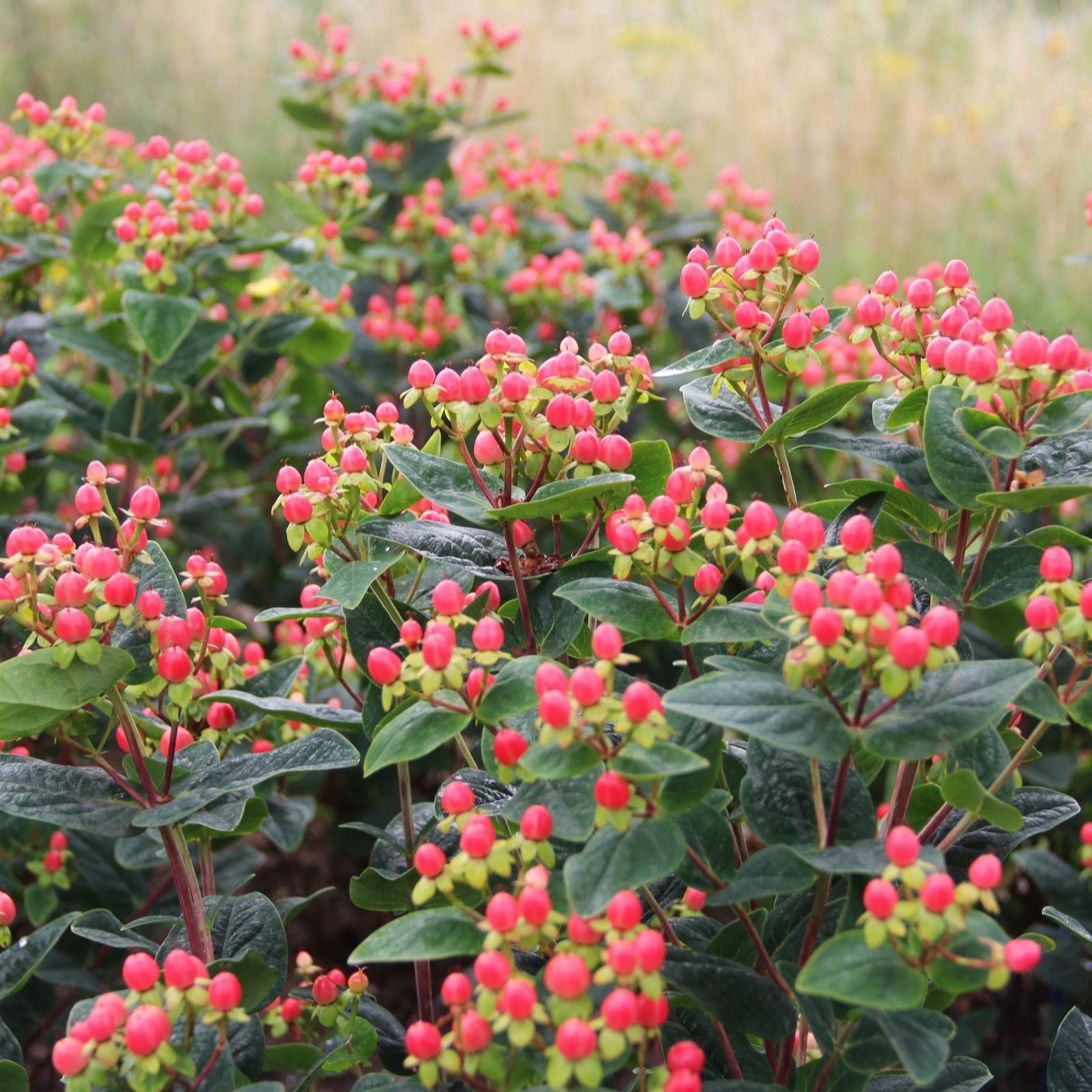Richard Jackson Hypericum Grandeur 2L Potted Plant