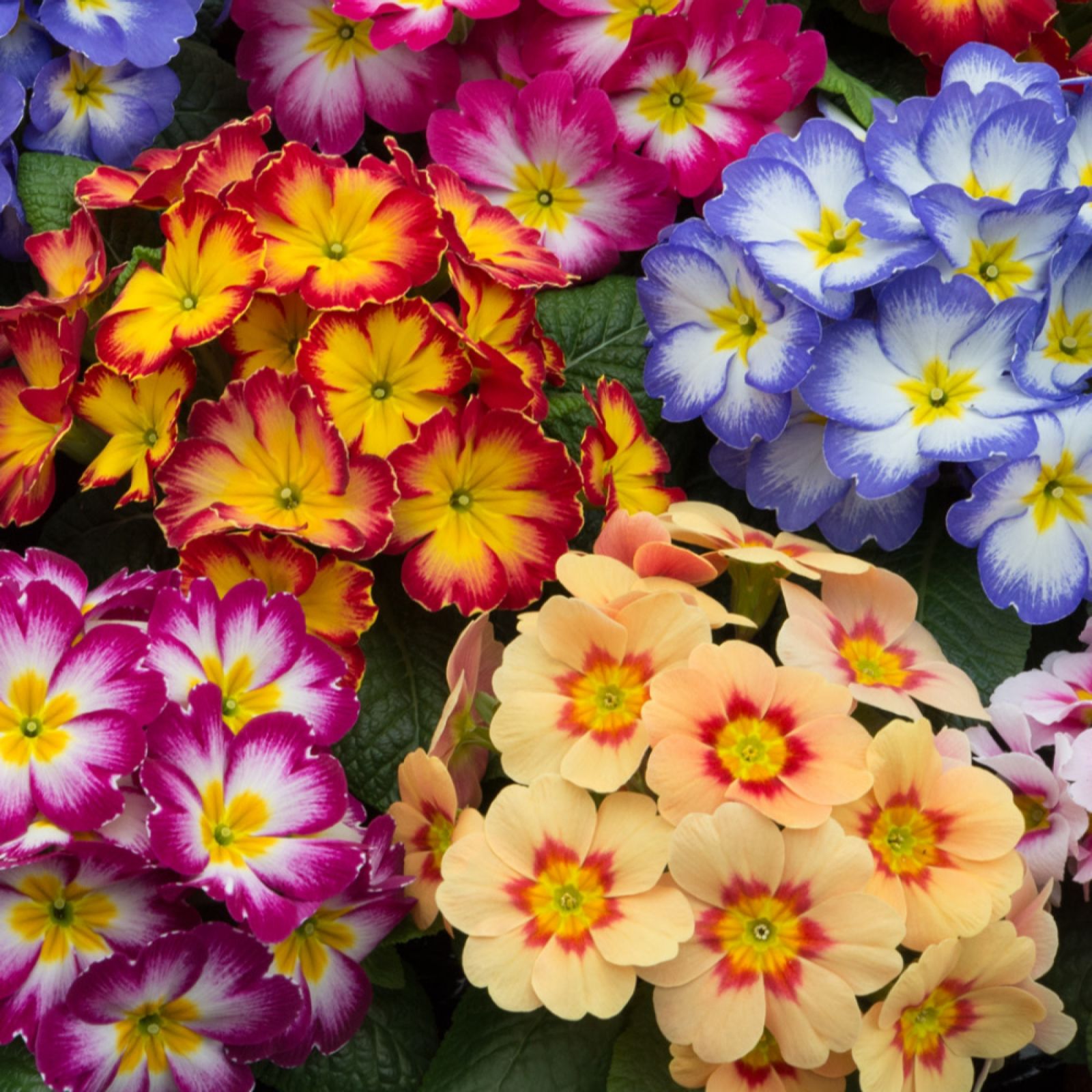YouGarden Primrose 'Bonelli' Garden Ready Plants x20