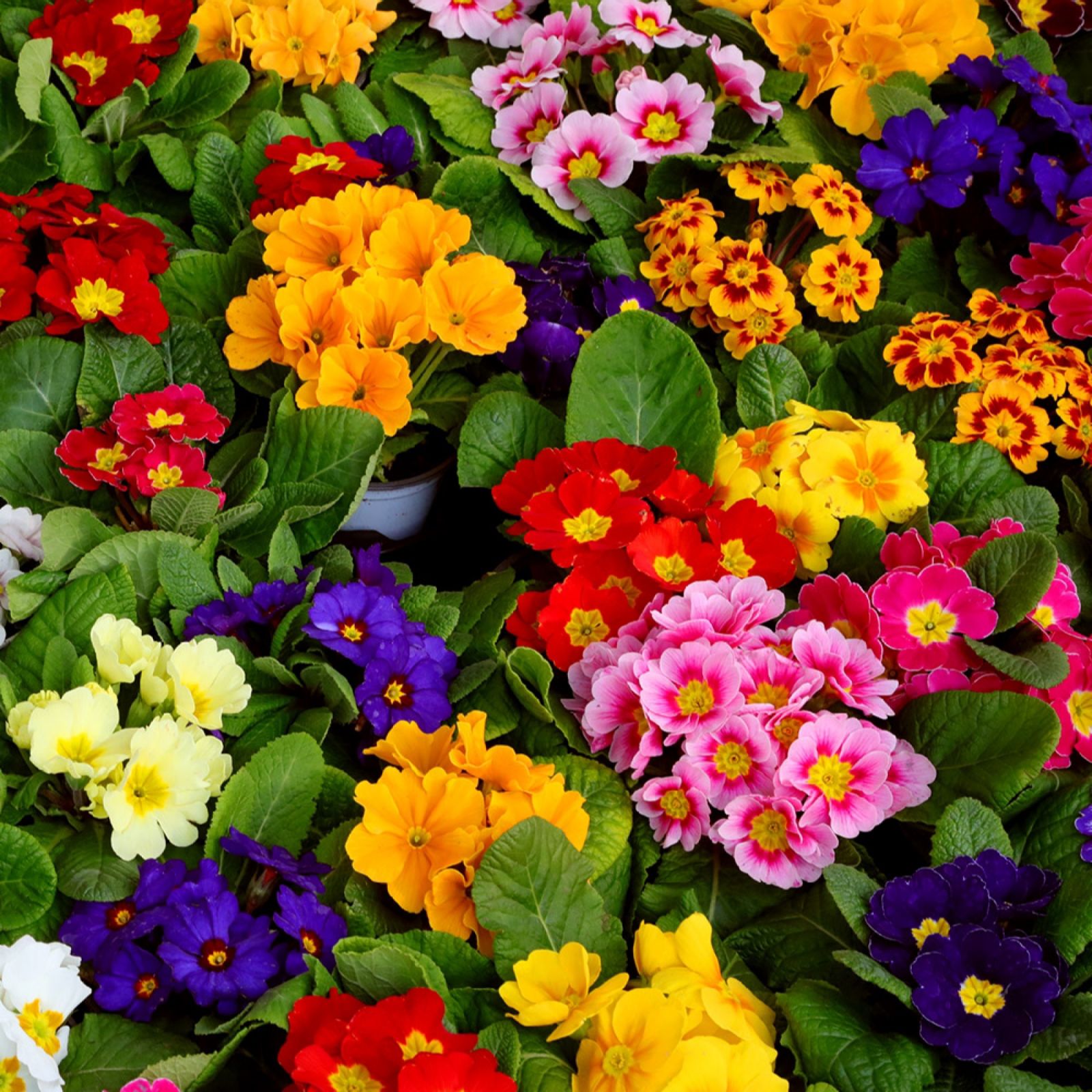 YouGarden Primrose 'Bonelli' Garden Ready Plants x20