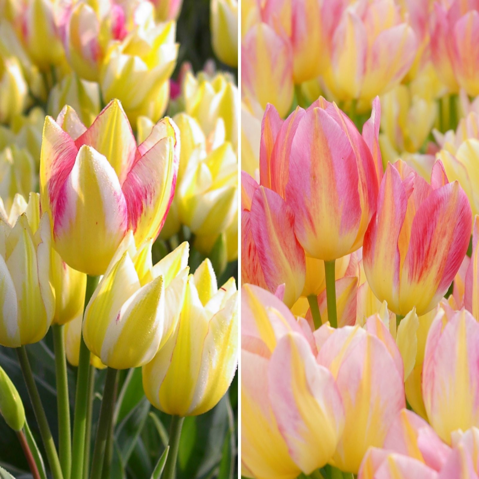 Richard Jackson's Colour Changing Multi Flowered Tulip 12x size 12+ bulbs