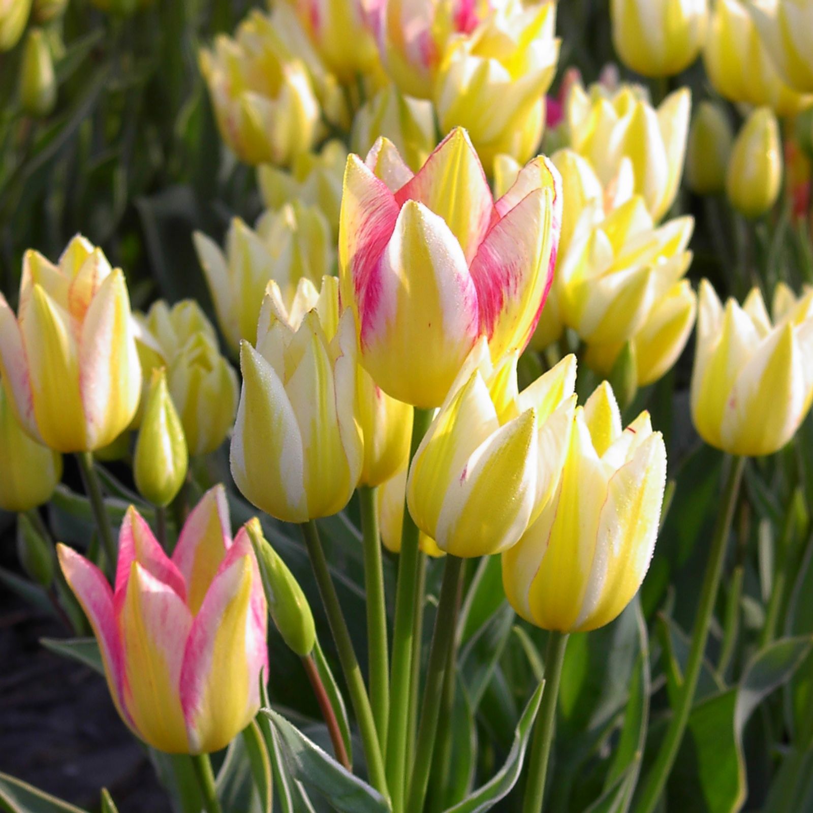 Richard Jackson's Colour Changing Multi Flowered Tulip 12x size 12 ...