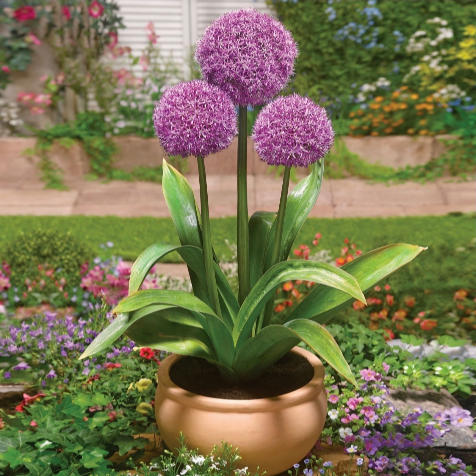 de Jager Allium Party Balloons x3