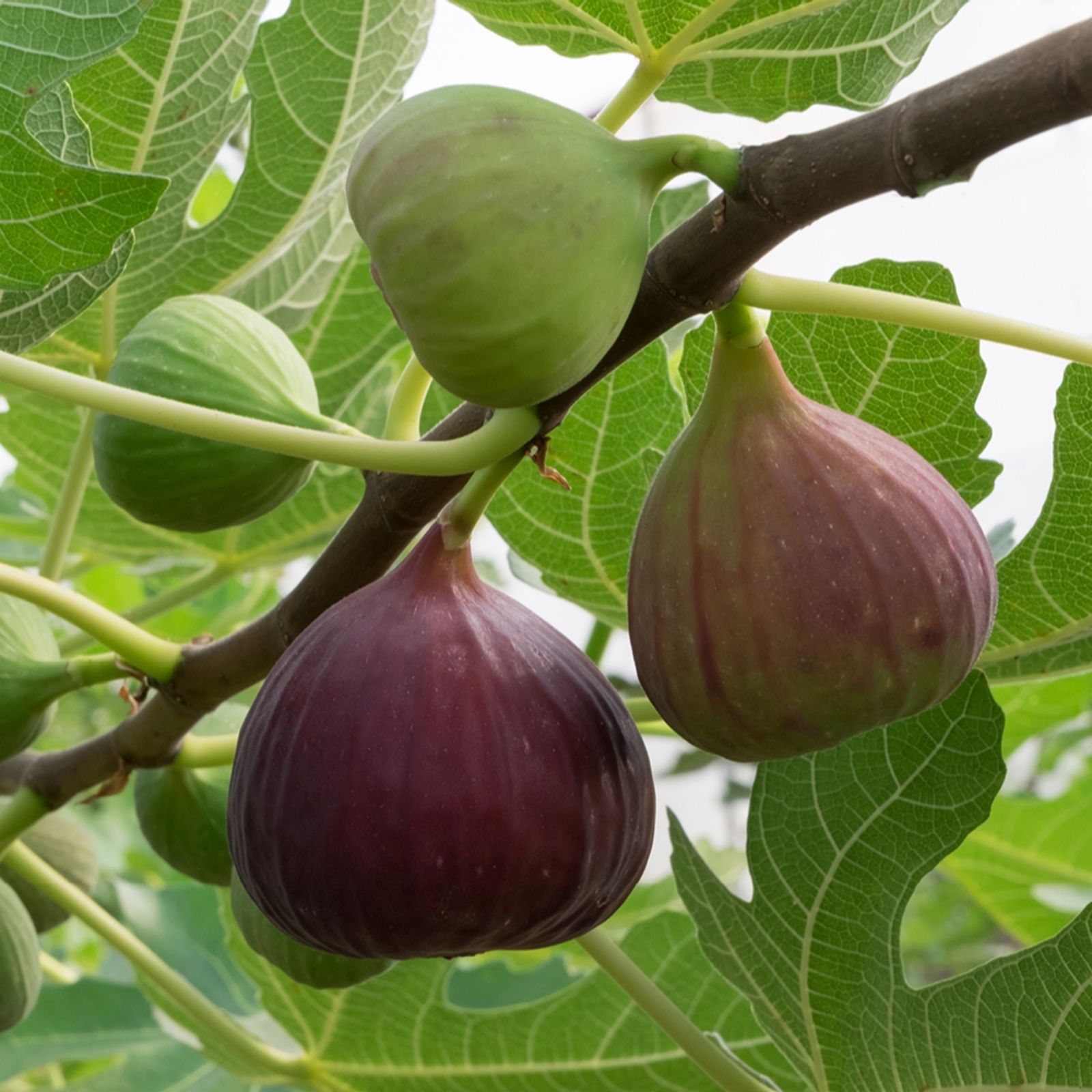 YouGarden Hardy Fig 'Brown Turkey' in 9cm pots x3