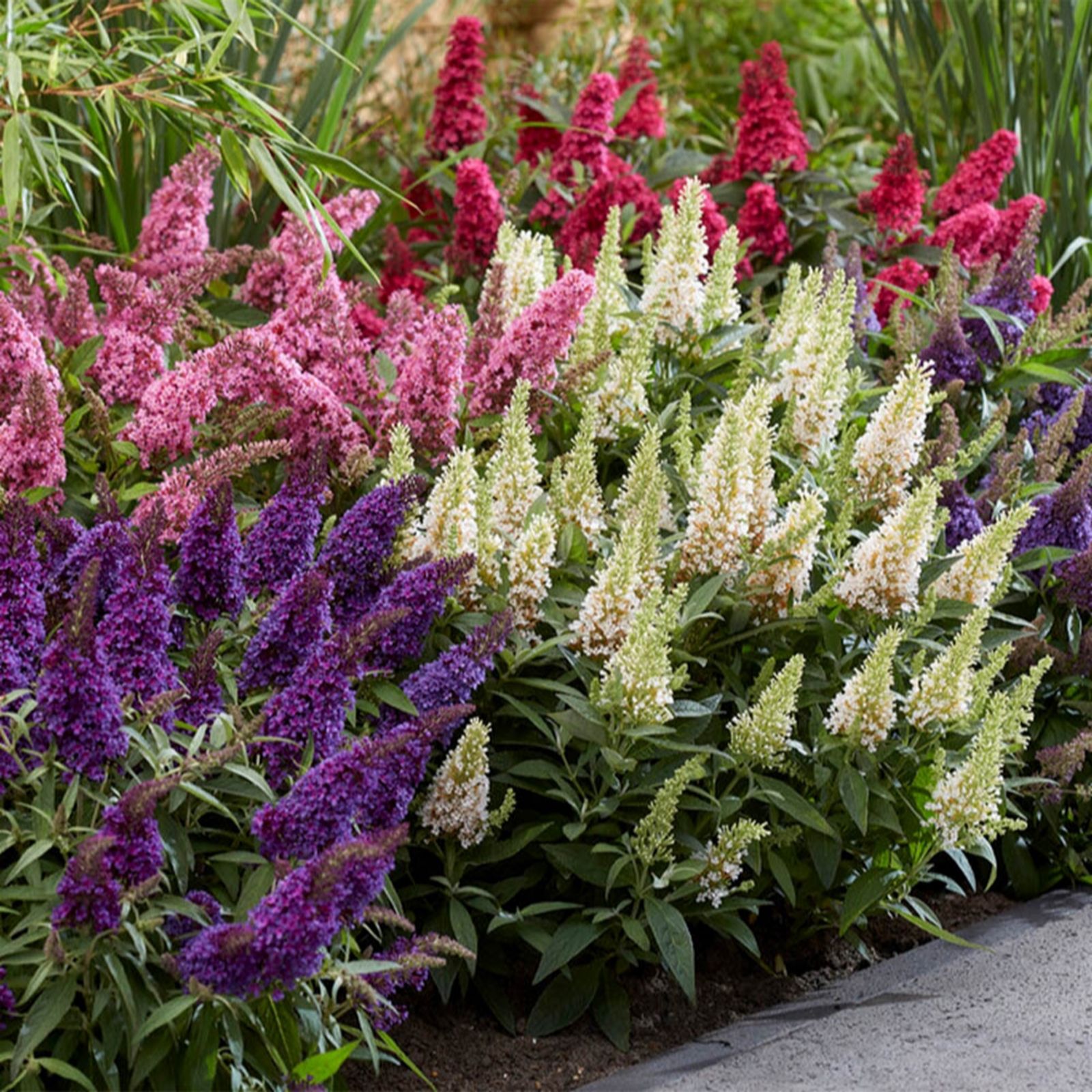 YouGarden Buddleia Davidii 'Butterfly Candy' Collection in 9cm Pots x3