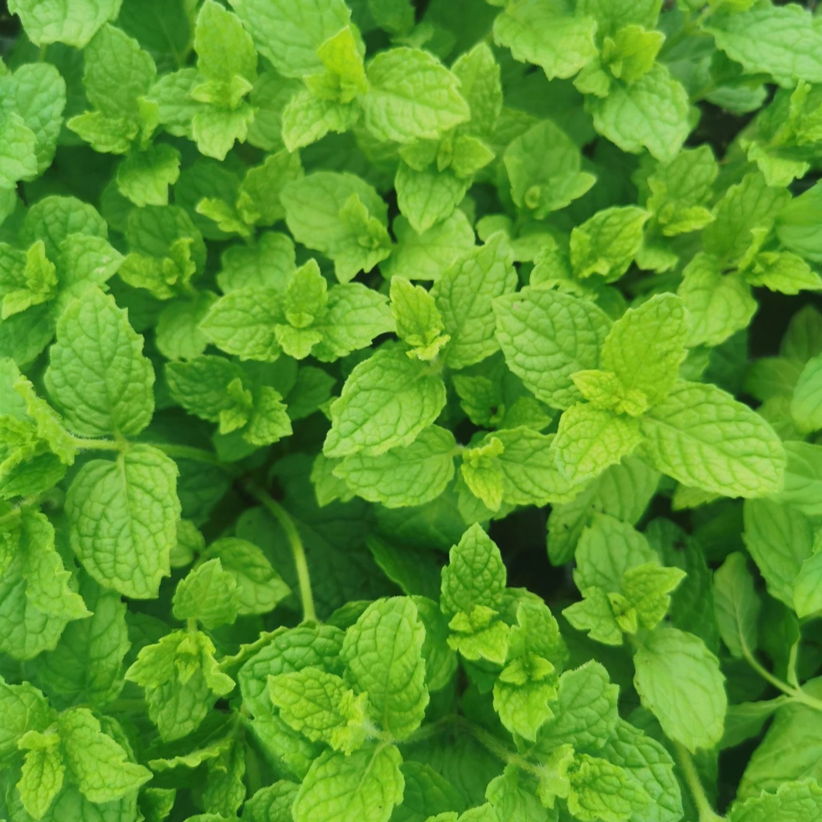 Plants2Gardens Kitchen Mint Collection 6 x 4cm
