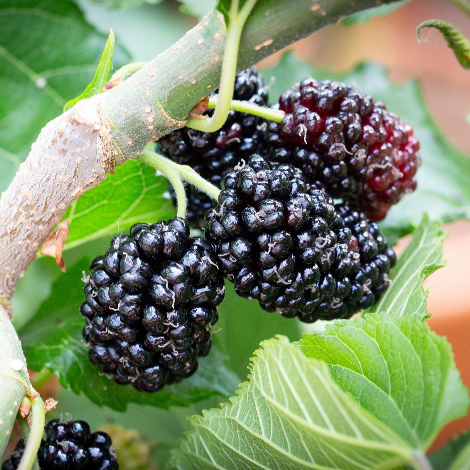 Frank P Matthews Mulberry (Morus) Chelsea (King James) in 12 Litre Container