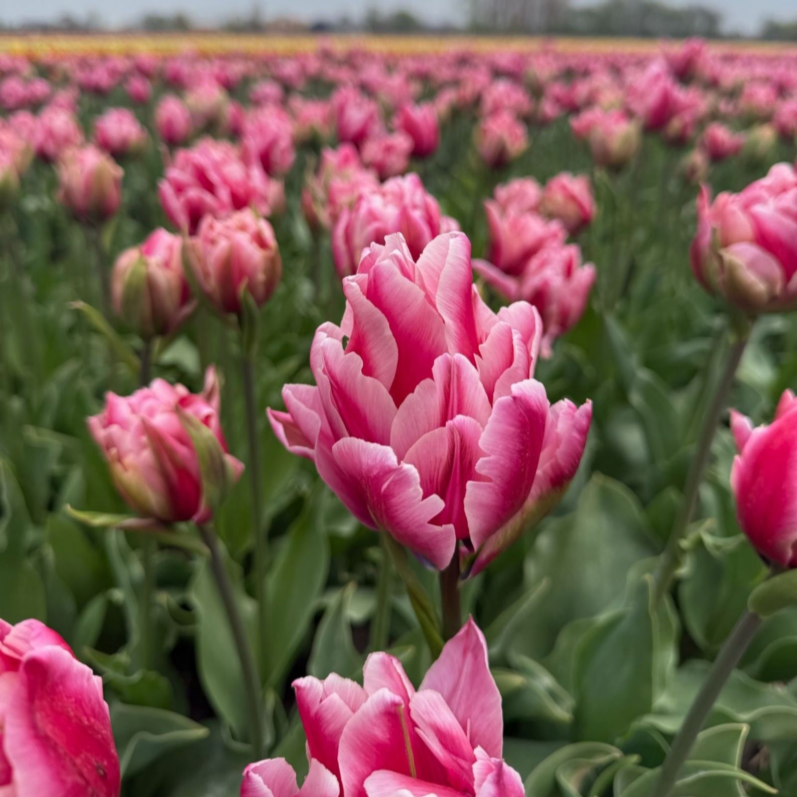Thompson & Morgan Tulip Love Whisper 8 Bulbs