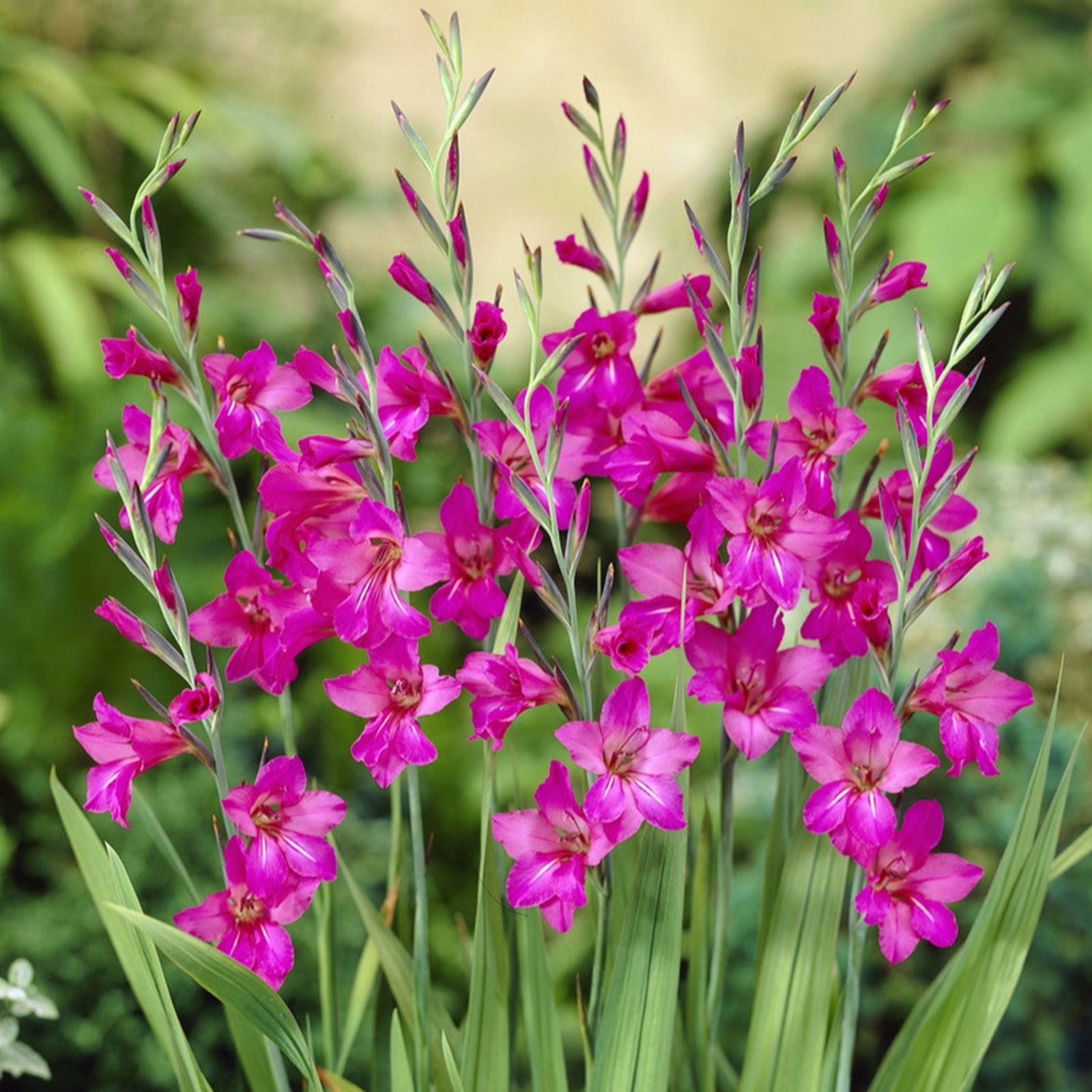 YouGarden Gladiolus 'byzantinus' x70 bulbs