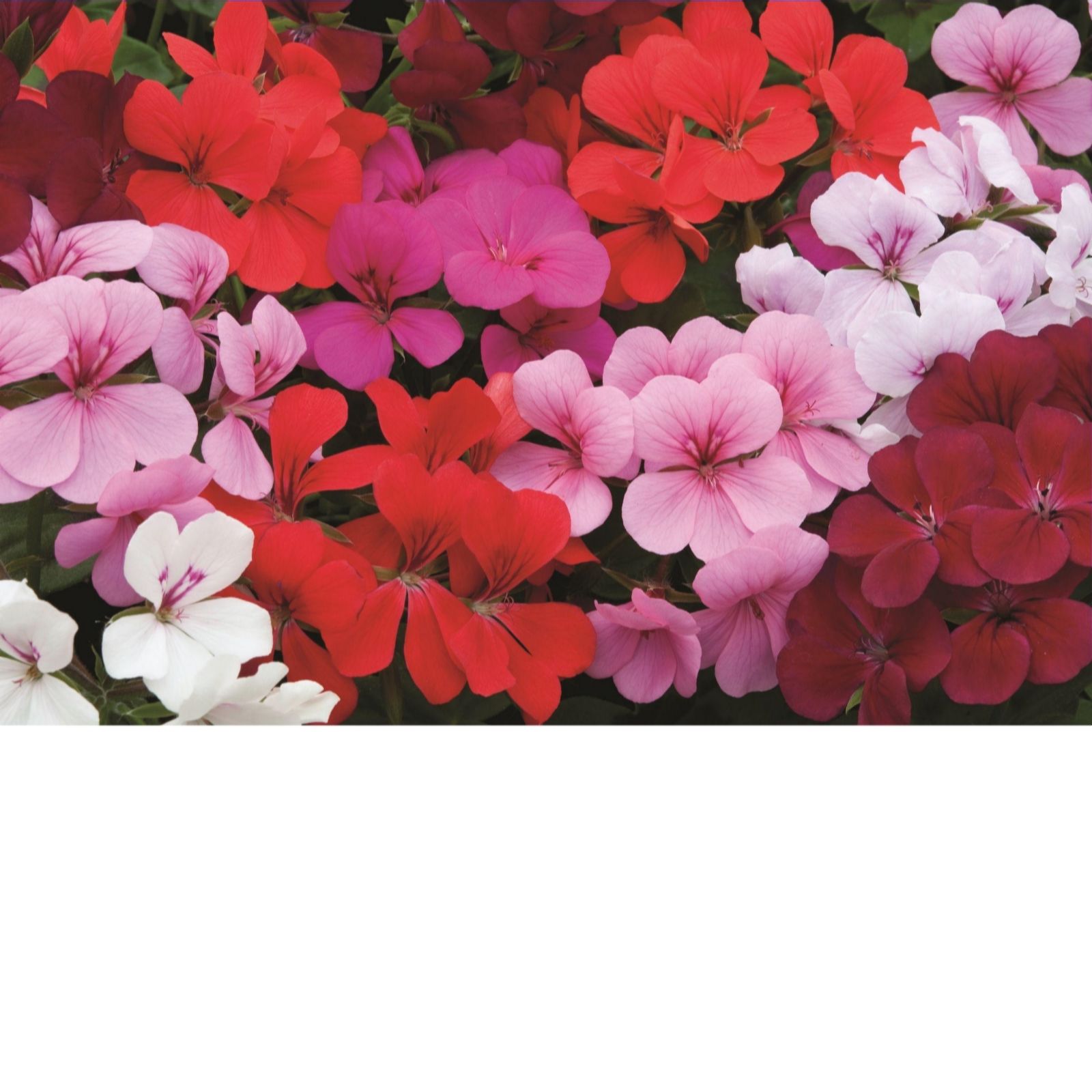 Thompson & Morgan Geranium 'GeRainbow Mixed' x 5 Jumbo Plugs