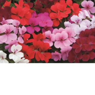 Thompson & Morgan Geranium 'GeRainbow Mixed' x 5 Jumbo Plugs