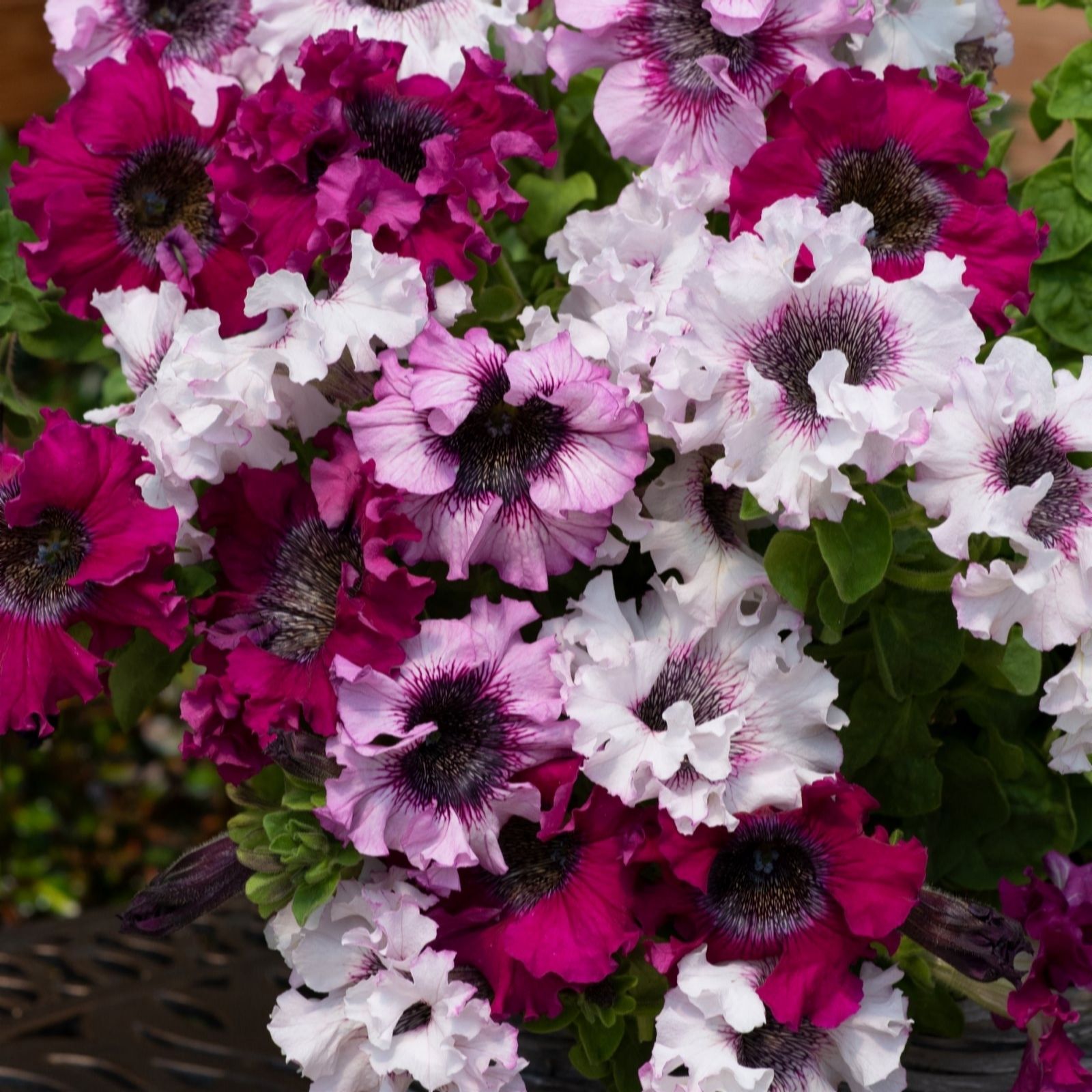 Thompson & Morgan Petunia 'Superbissima Triumph Mix' Garden Ready x 24