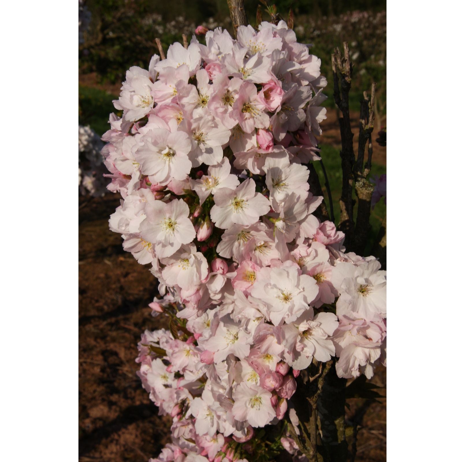 Frank P Matthews Prunus Amanogawa in 12 Litre Container