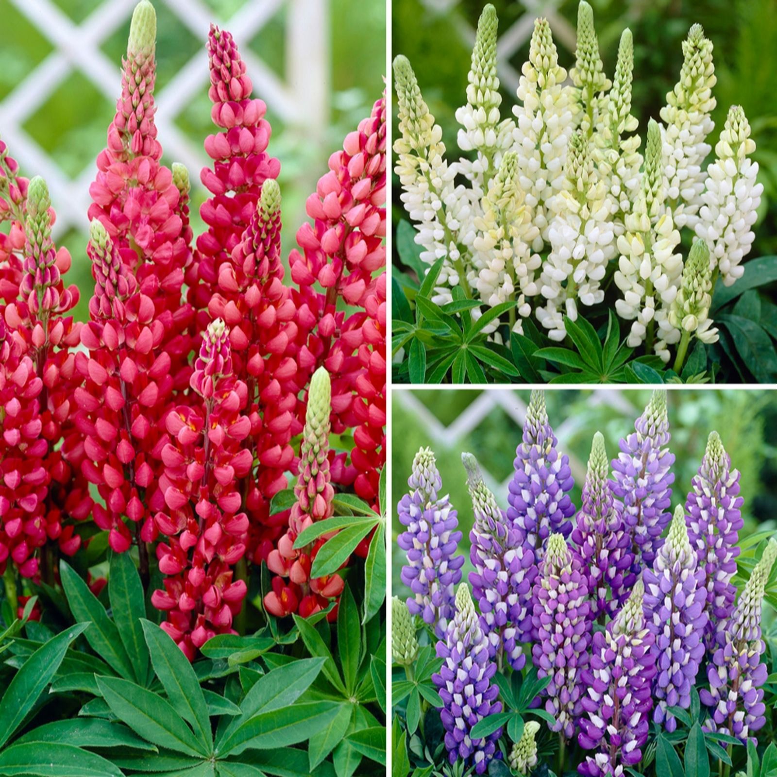 YouGarden Lupin 'Gallery' Collection in 9cm pots x3