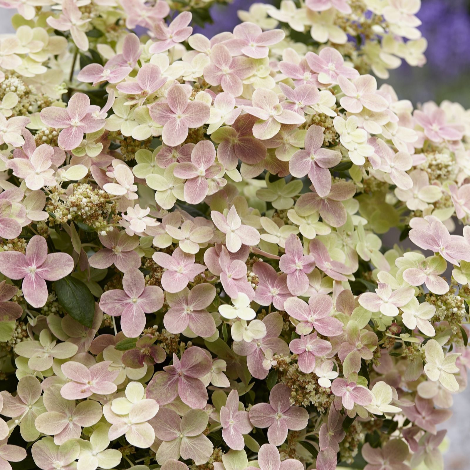 Plants2Gardens Hydrangea Switch Ophelia Standard 3L