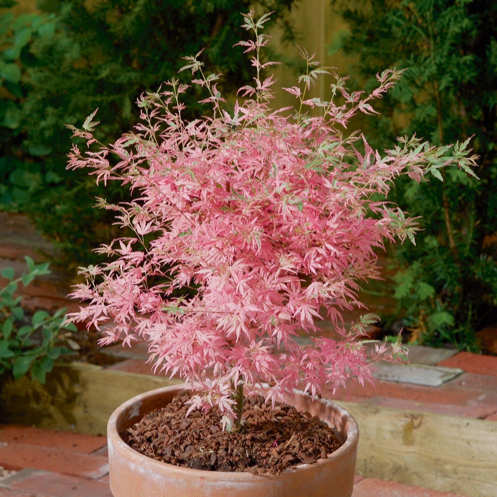 YouGarden Acer palmatum Taylor in a 3L Pot