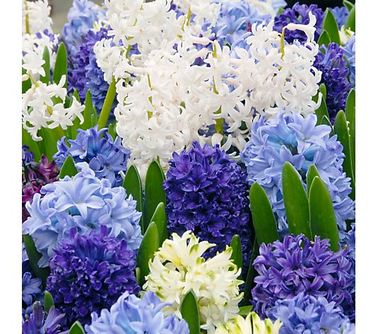 Precious Plants Hyacinth Singing The Blues Mixture 12x bulbs 14/15cm