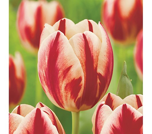de Jager Beautiful Bi- Colour Tulips 18x 12+ Sized Bulbs
