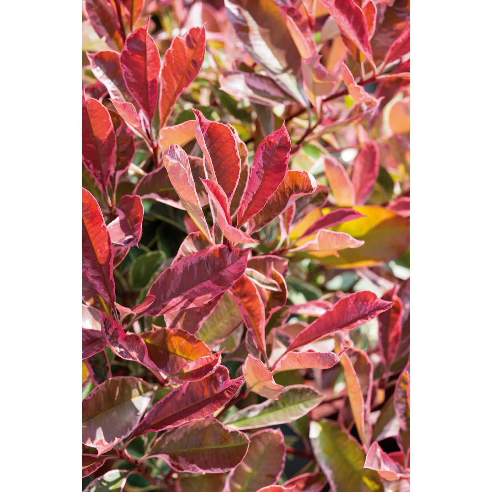 Plants2Gardens Photinia Pink Marble Patio Standard in 9 Litre Pot