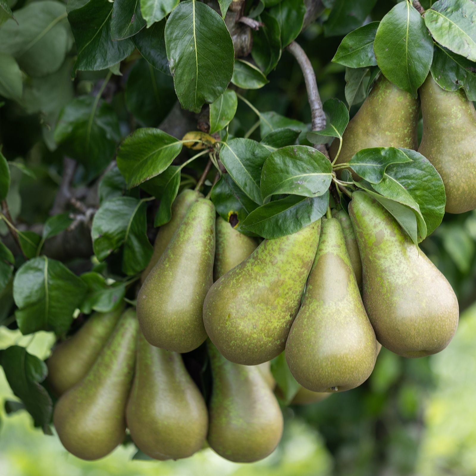 Frank P Matthews Pear (Pyrus) Conference in 12 Litre Container
