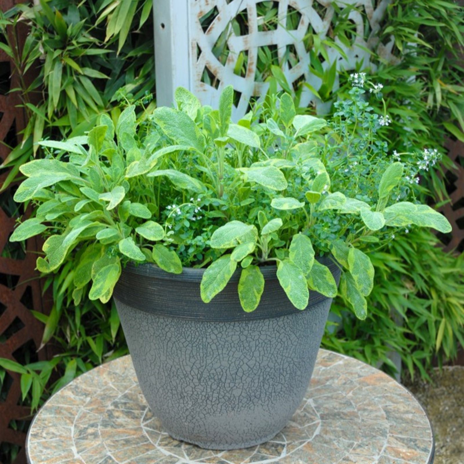 Thompson & Morgan Herb Fusion Great For Grilling 1 Litre Pot x 1