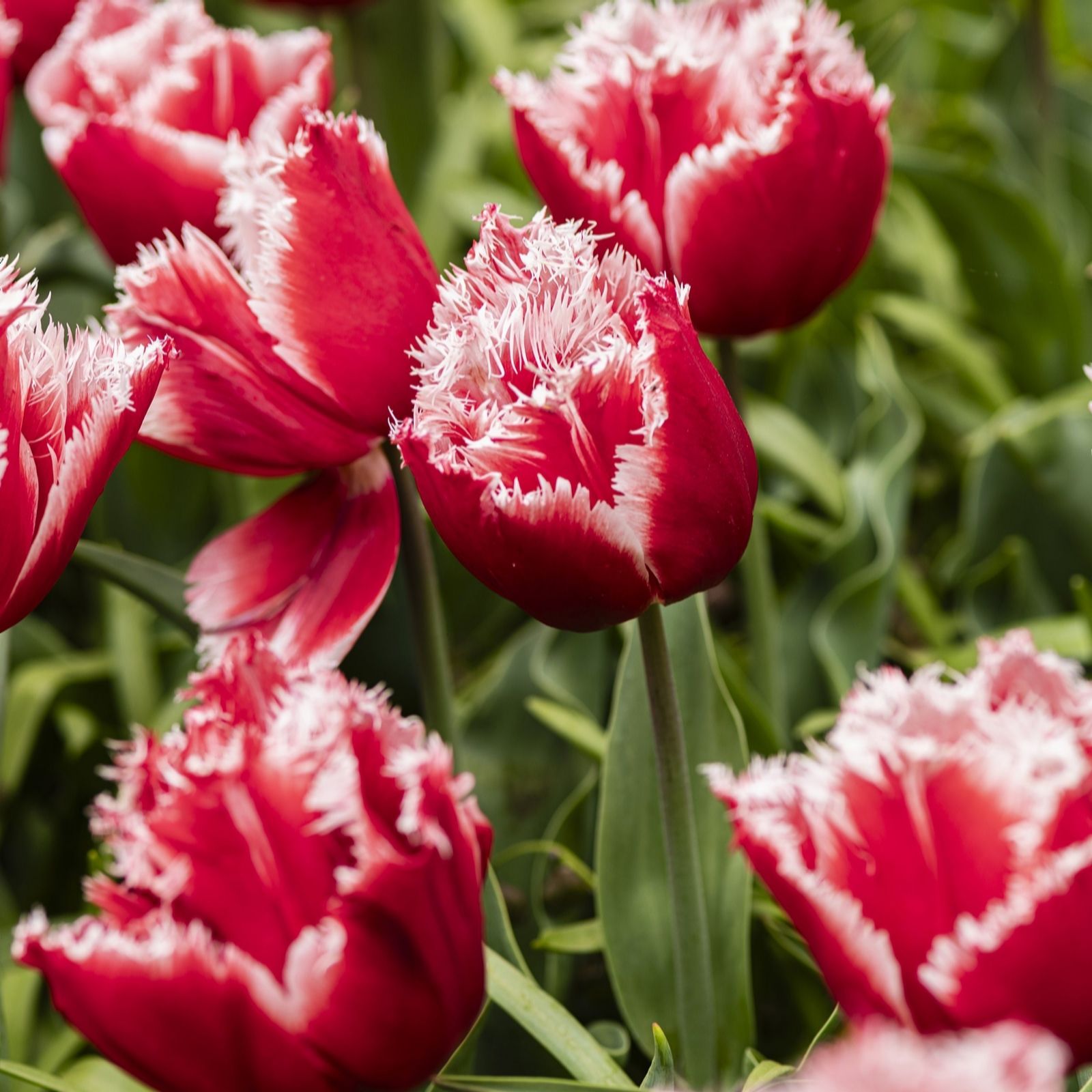 Thompson & Morgan Tulip New Santa 16 Bulbs