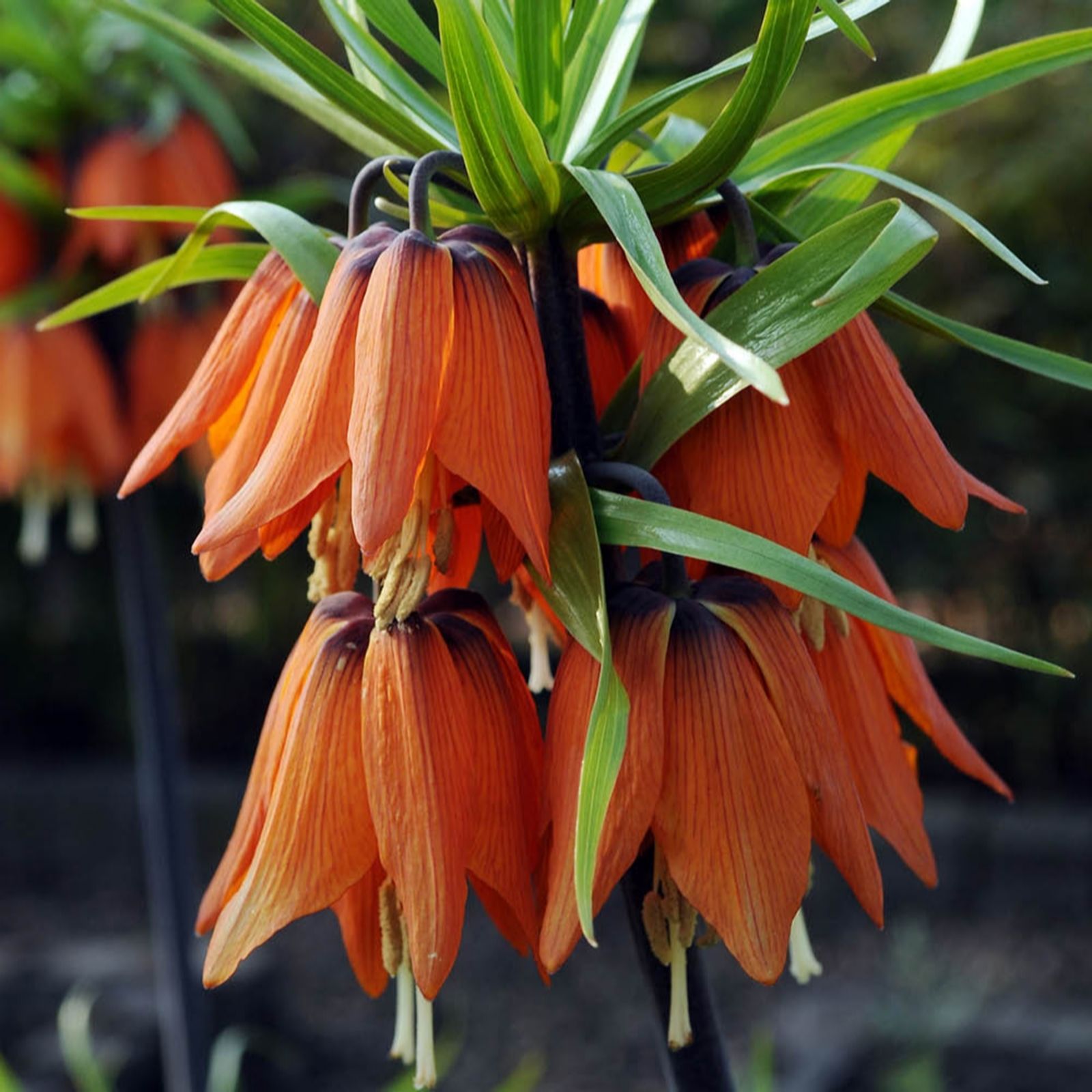 YouGarden Fritillaria Orange x4 Bulbs