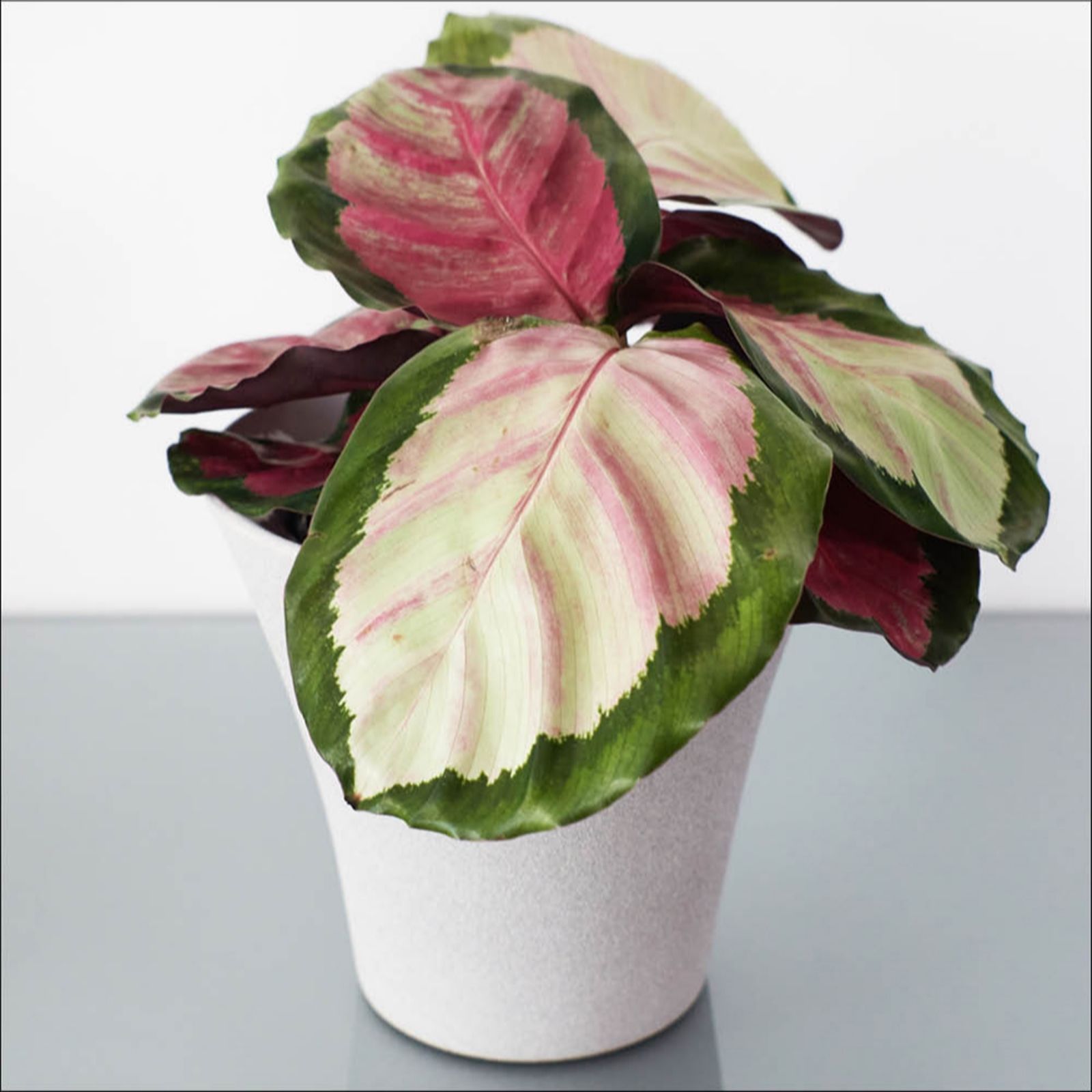 YouGarden Calathea Rosy in a 11cm Pot