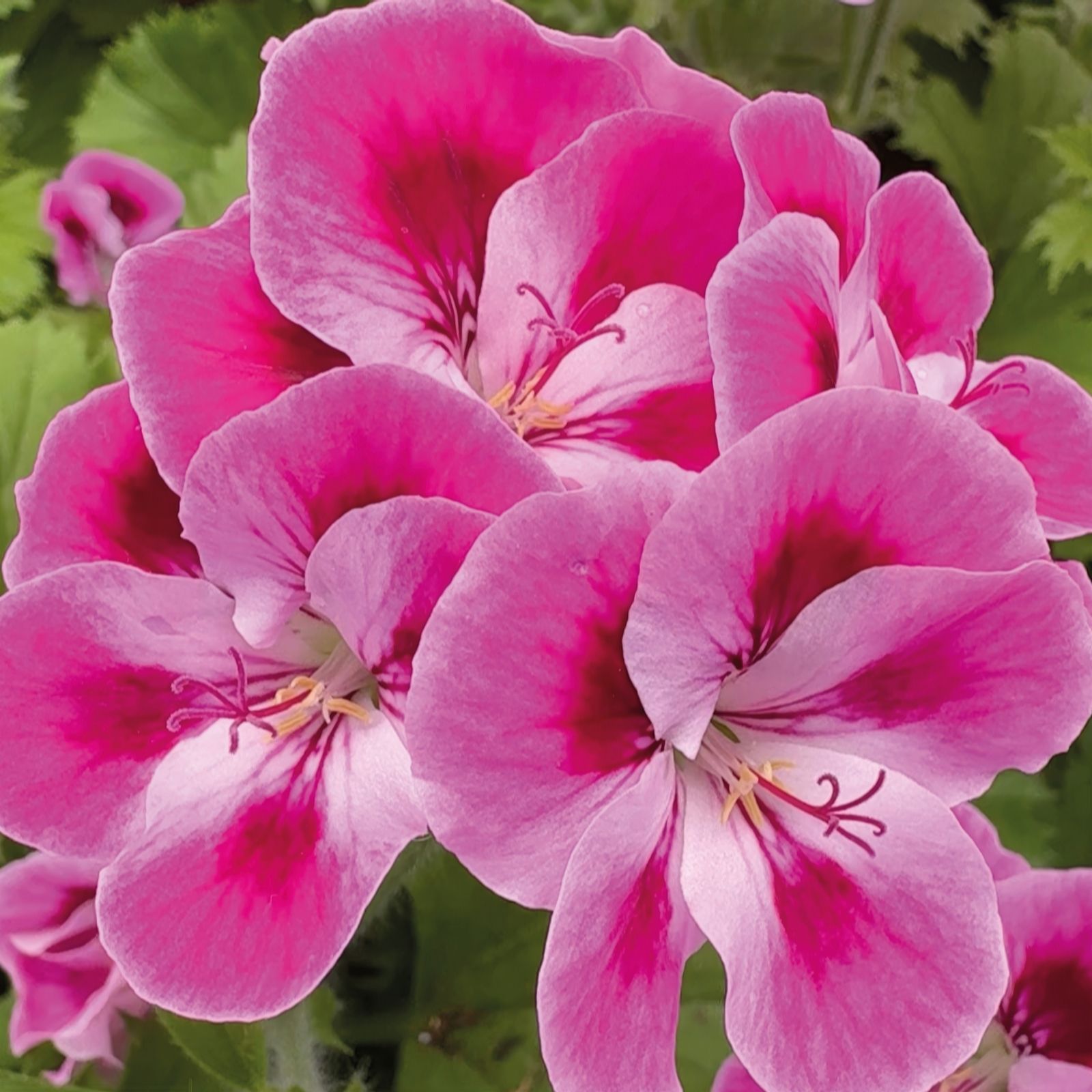 Richard Jackson Regal Geranium Pinkerbell 5 x 6cm