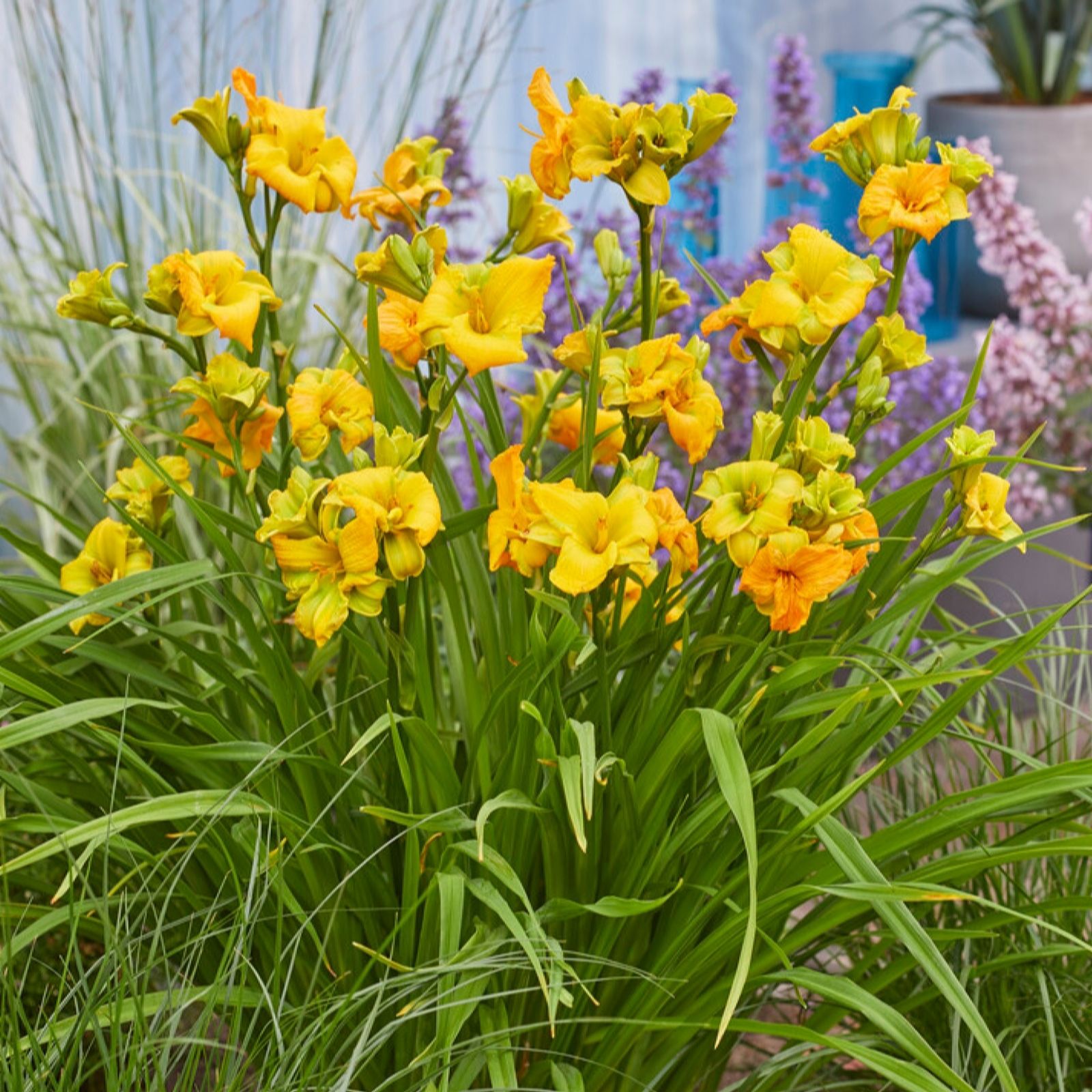YouGarden Pair of Hemerocallis See You Tomorrow Bare Roots