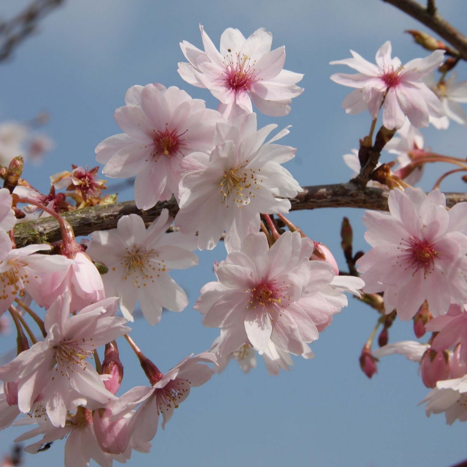 Frank P Matthews Prunus x Subhirtella Autumnalis Rosea