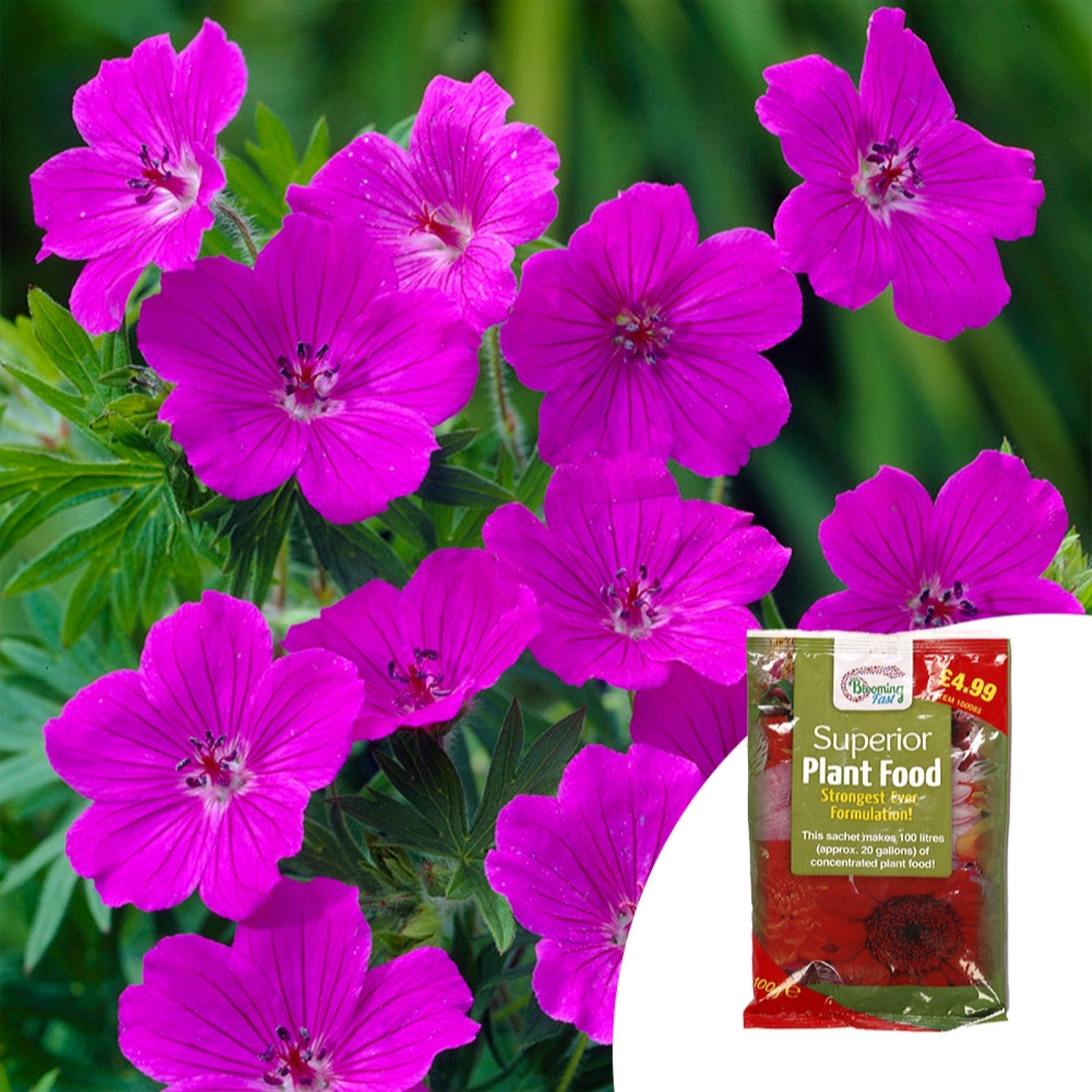 YouGarden Geranium 'Tiny Monster' in 9cm pots x3 & 100g Fertiliser