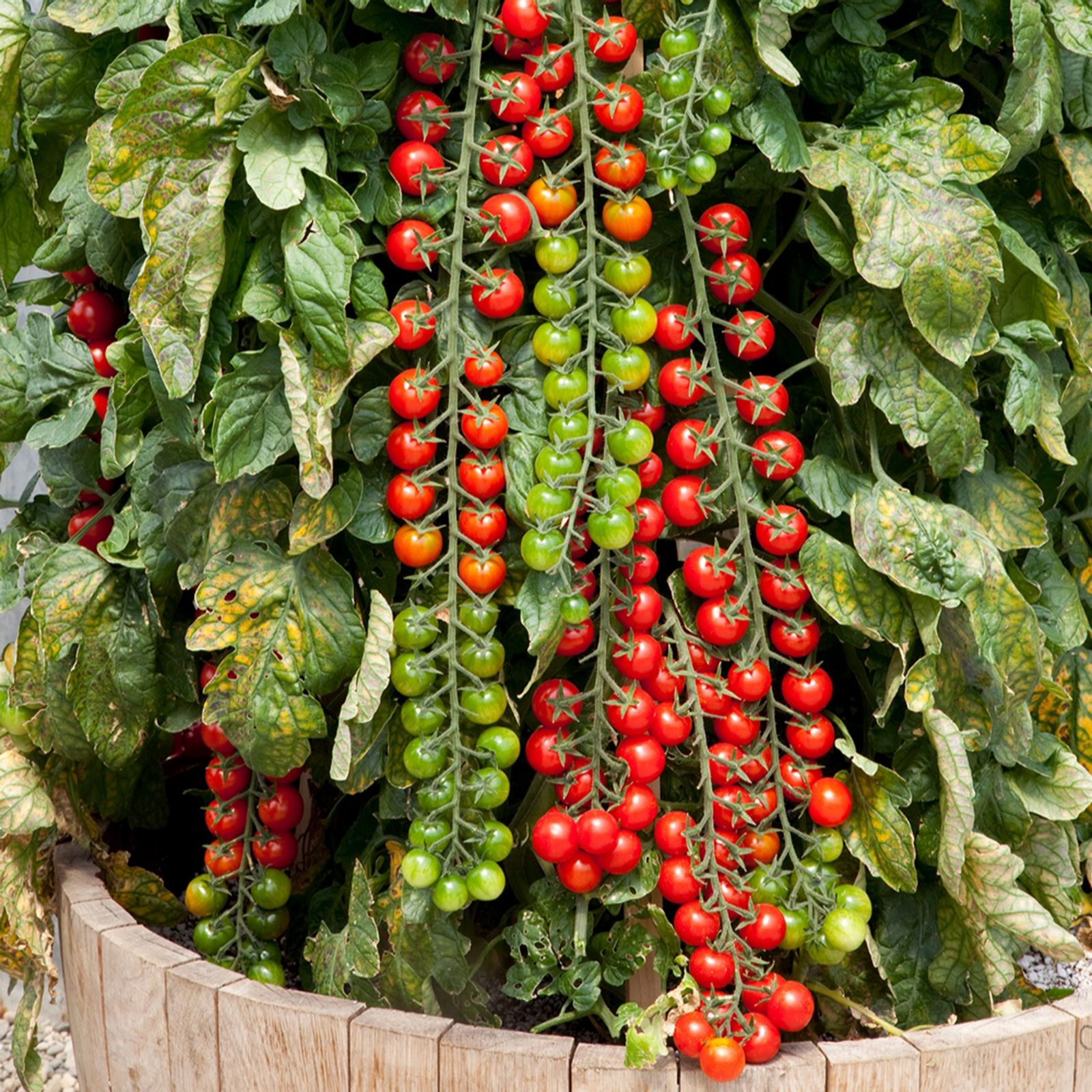 YouGarden Ultimate Tomato Plug Plant Collection x18 - QVC UK