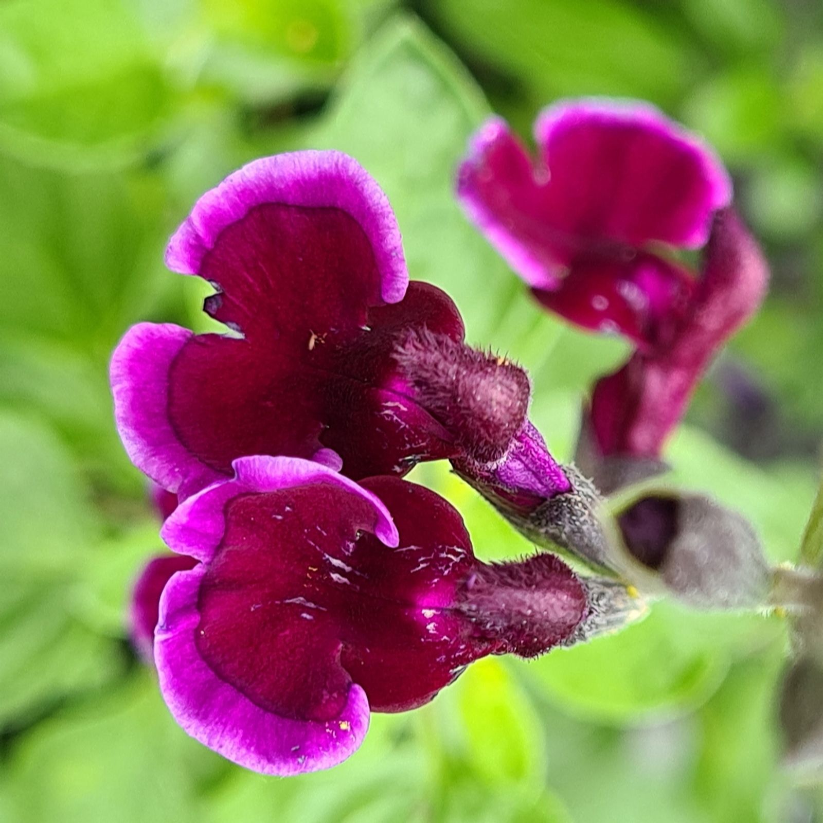 Plants2Gardens Salvia Purple & White Colour Pallete 3 x 9cm