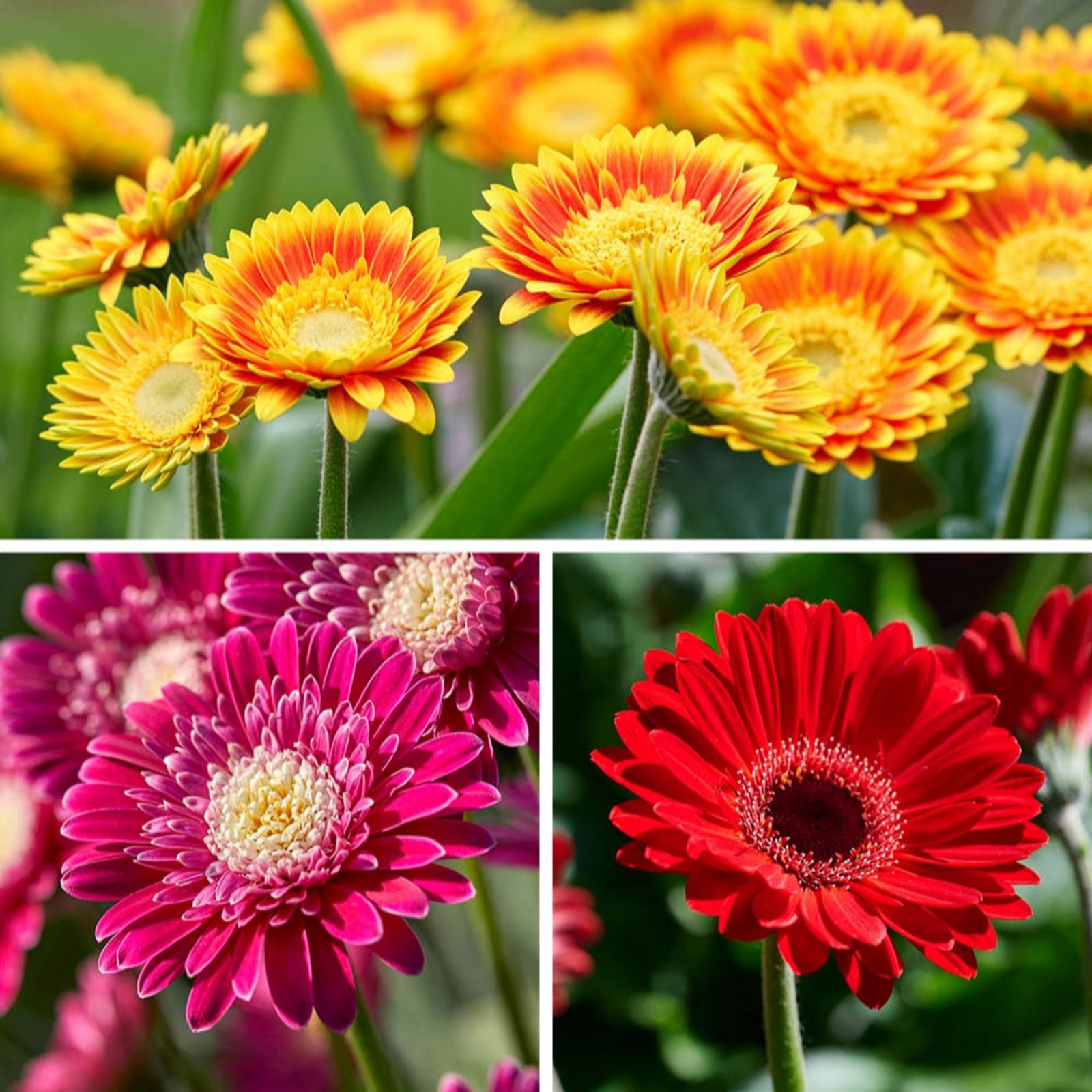 YouGarden Bright Gerbera collection