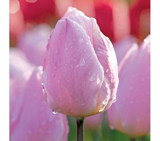de Jager Tulip Flag & Candy Prince Mix 12 x Sized Bulbs