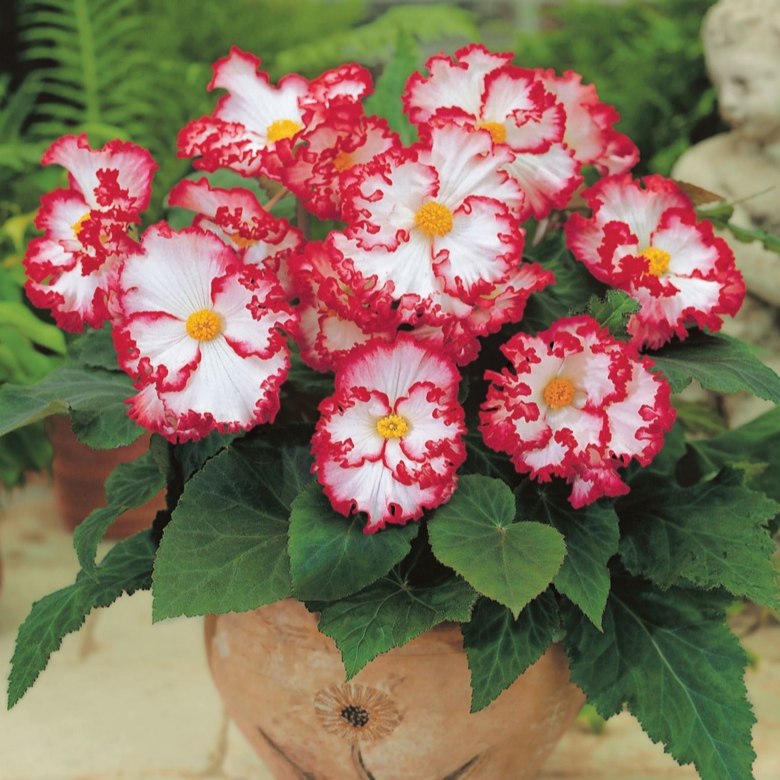 de Jager 6x Crispa Marginata Begonia 5cm+ Corms - QVC UK