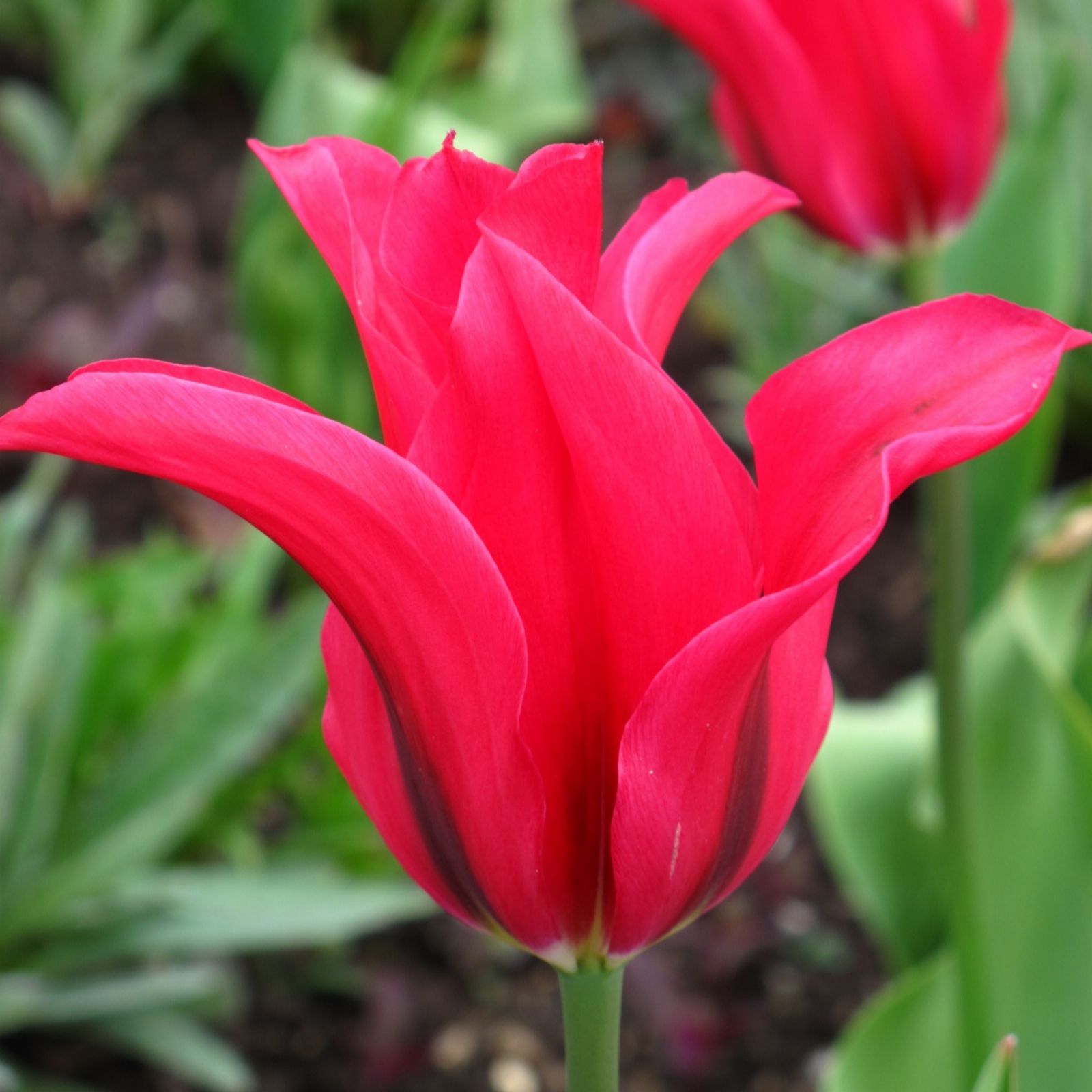 Richard Jacksons Lily Flowering Tulip 15x Size 12+ Bulbs