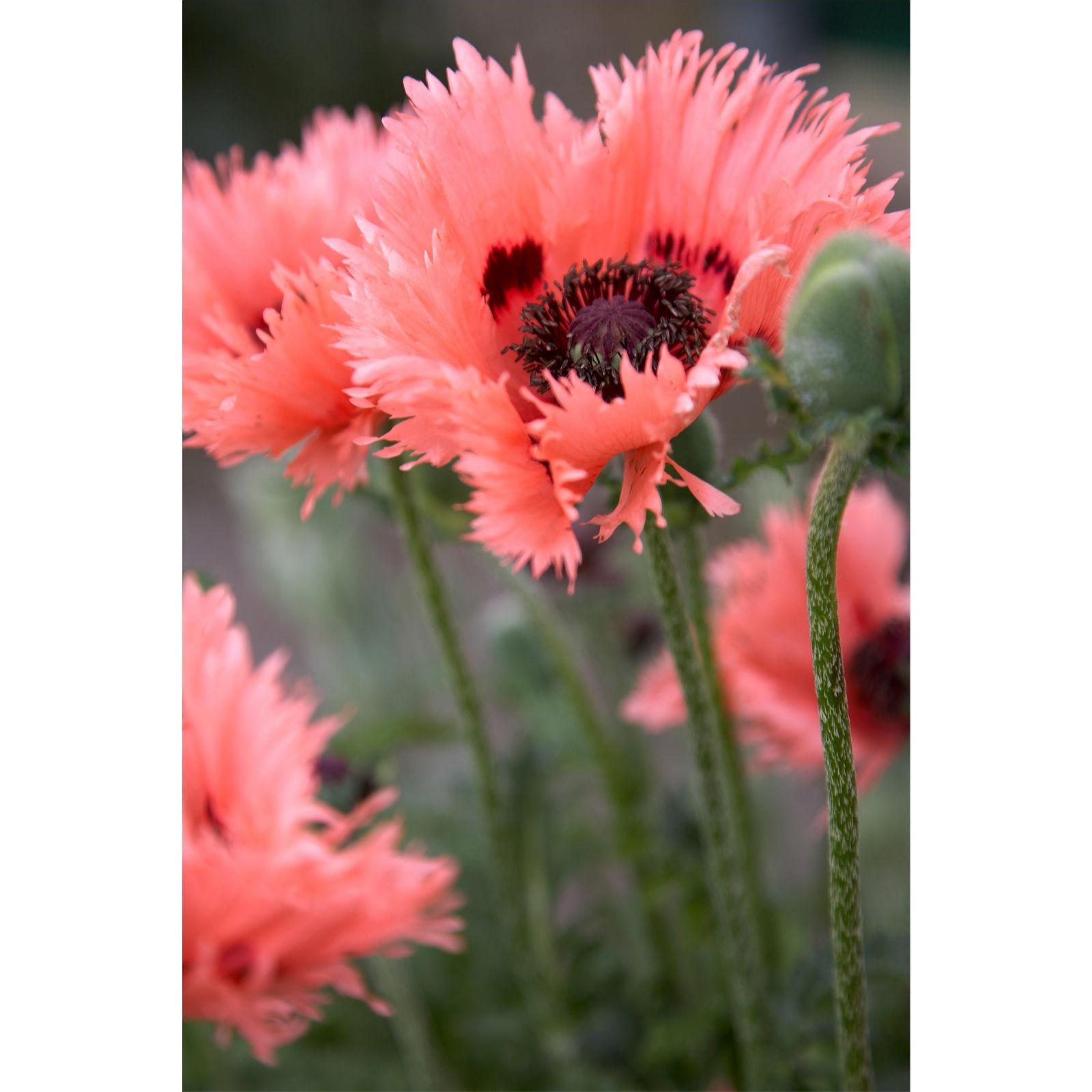 Hayloft Plants Papaver Trio x 3 Bare Roots - QVC UK