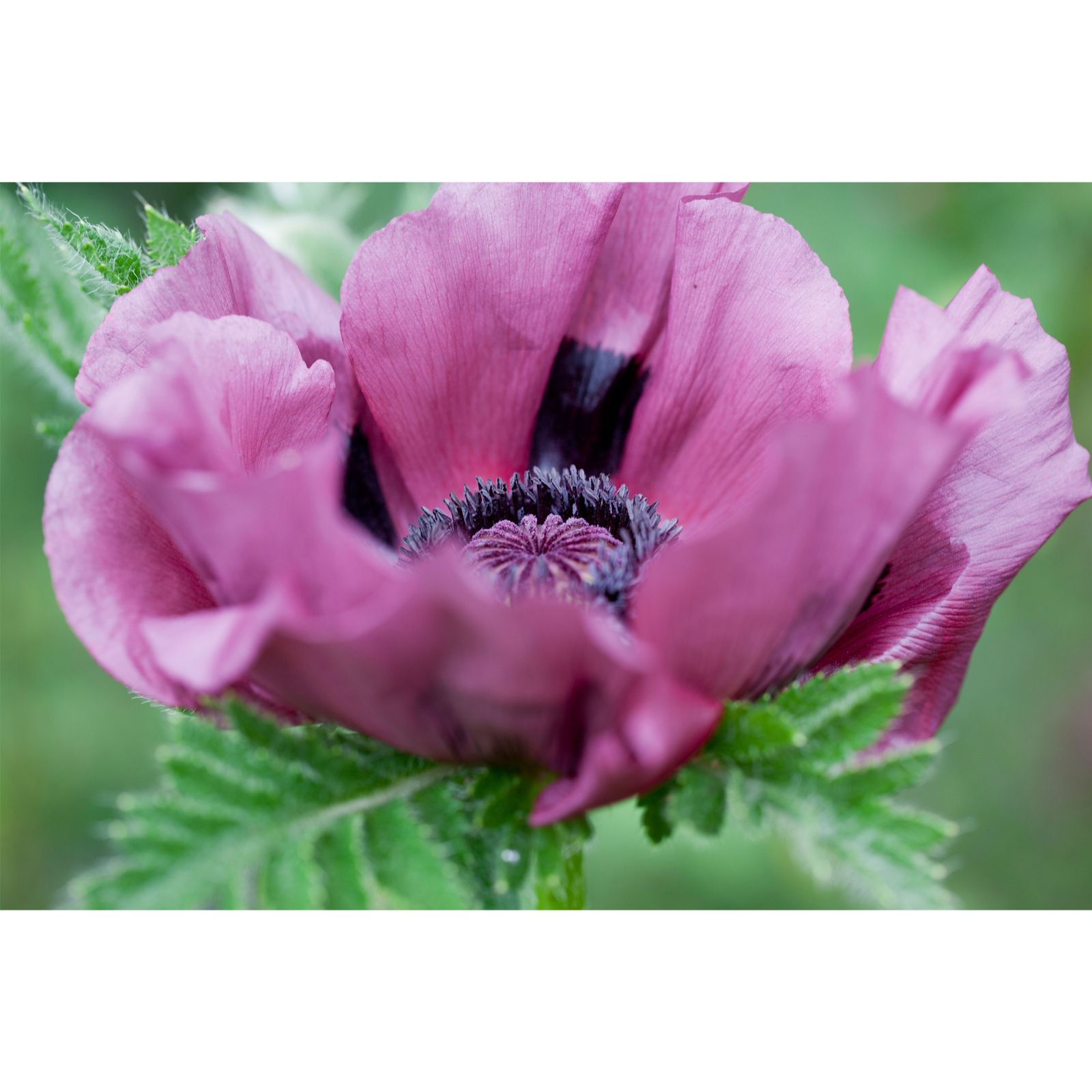 Hayloft Plants Papaver Trio x 3 Bare Roots - QVC UK