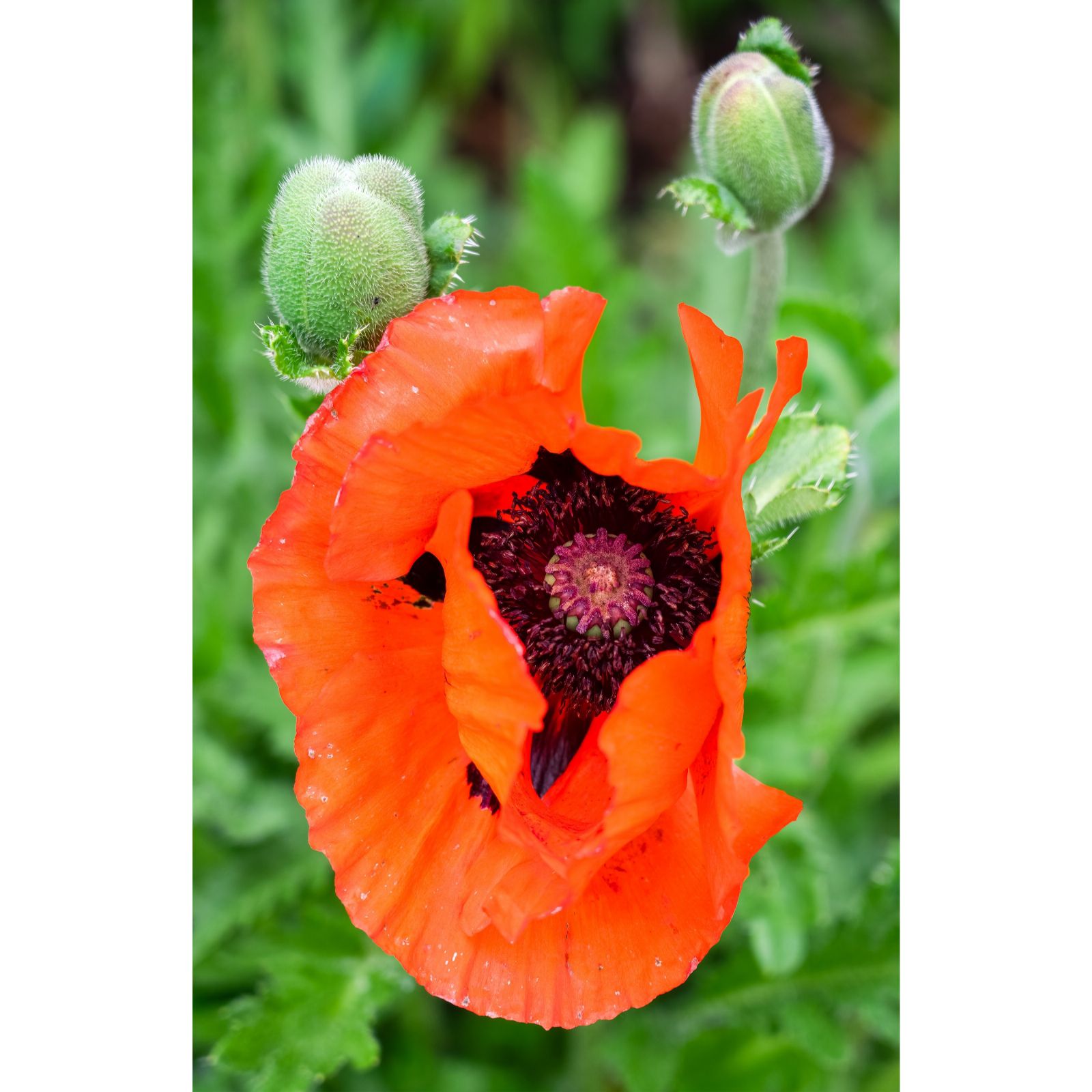 Hayloft Plants Papaver Trio x 3 Bare Roots - QVC UK