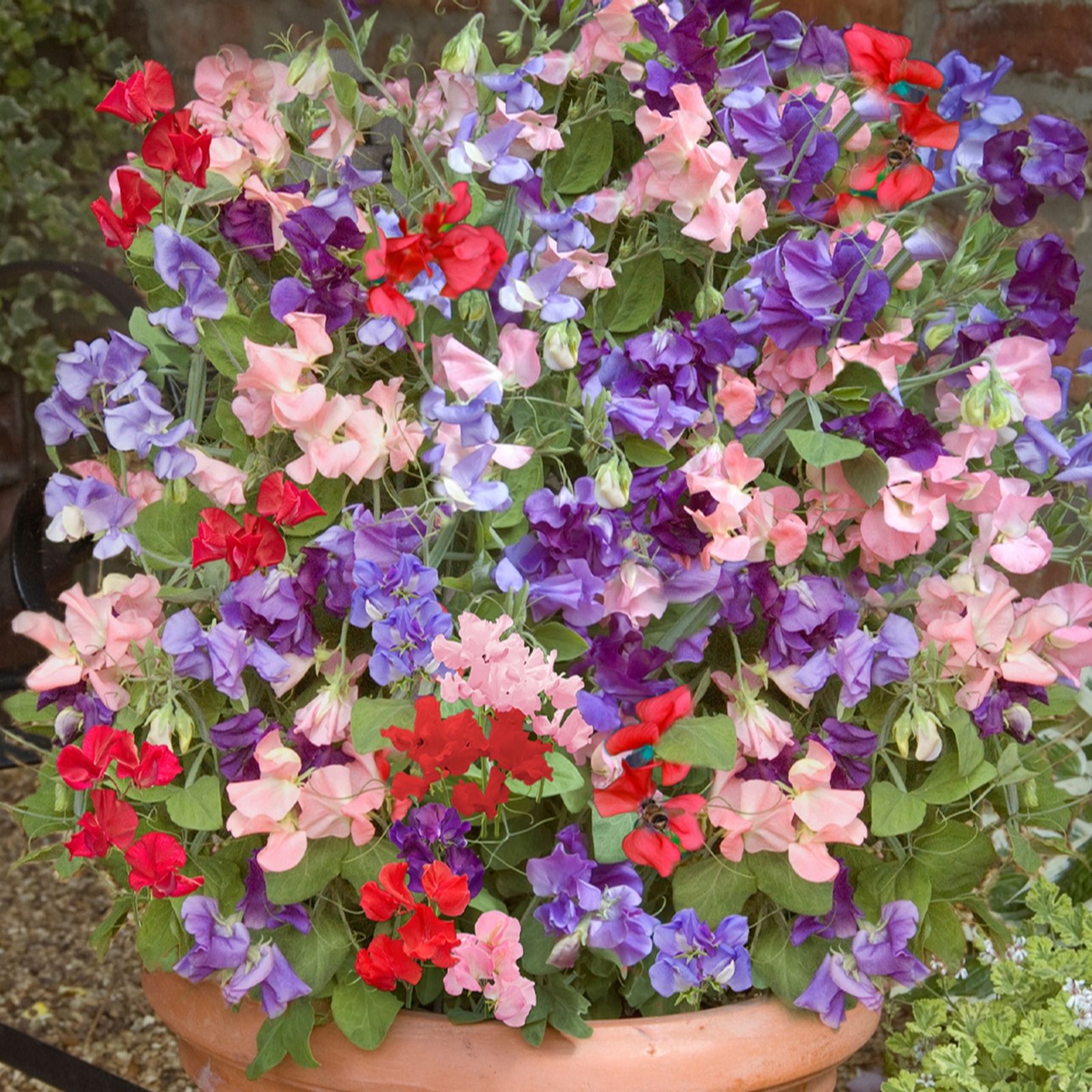 YouGarden Sweet Pea Patio Perfect Garden Ready Plants x20