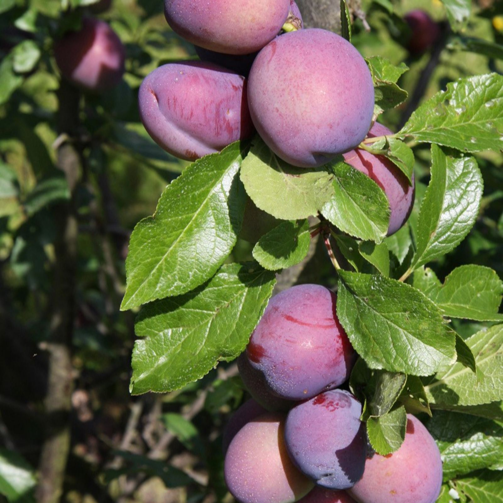 Frank P Matthews Plum (Prunus) MallingTM ElizabethTM in 12 Litre Container