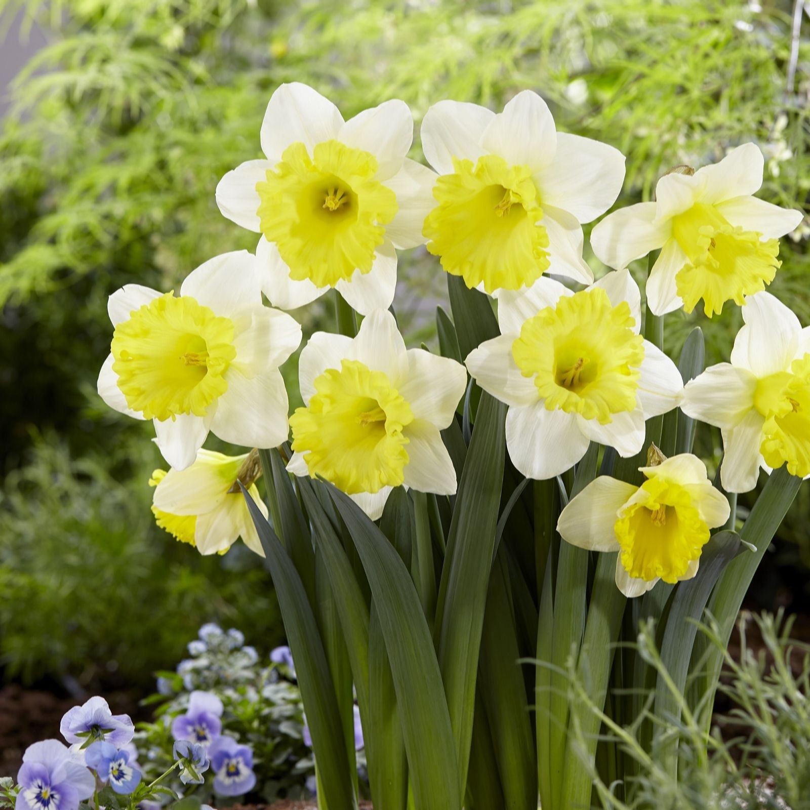 Thompson & Morgan Narcissus Attraction 10 Bulbs