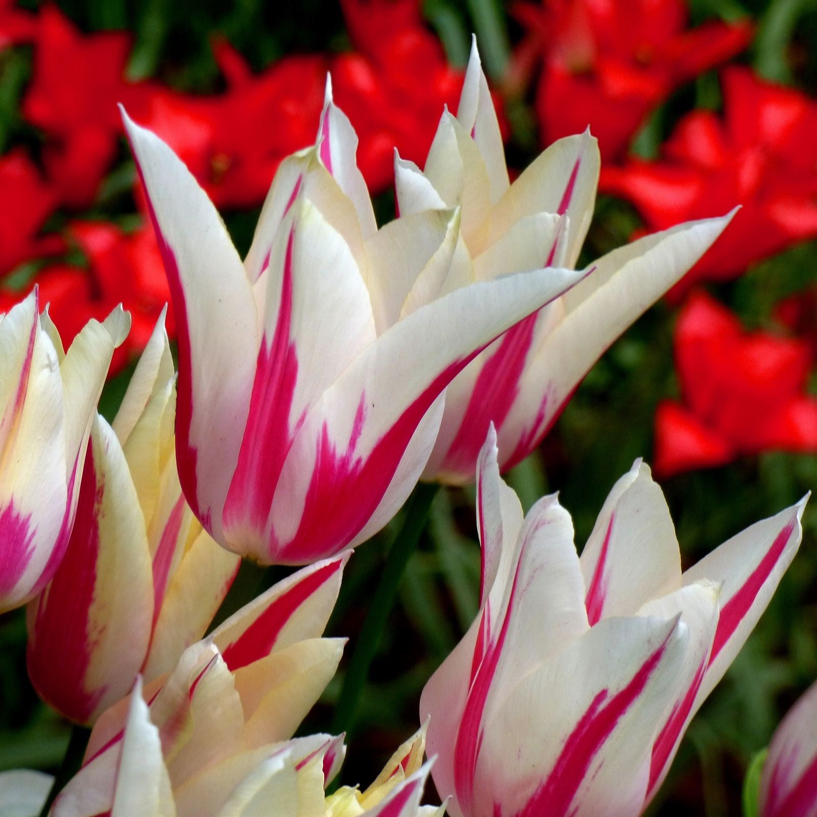 Thompson & Morgan Tulip Marilyn 16 Bulbs