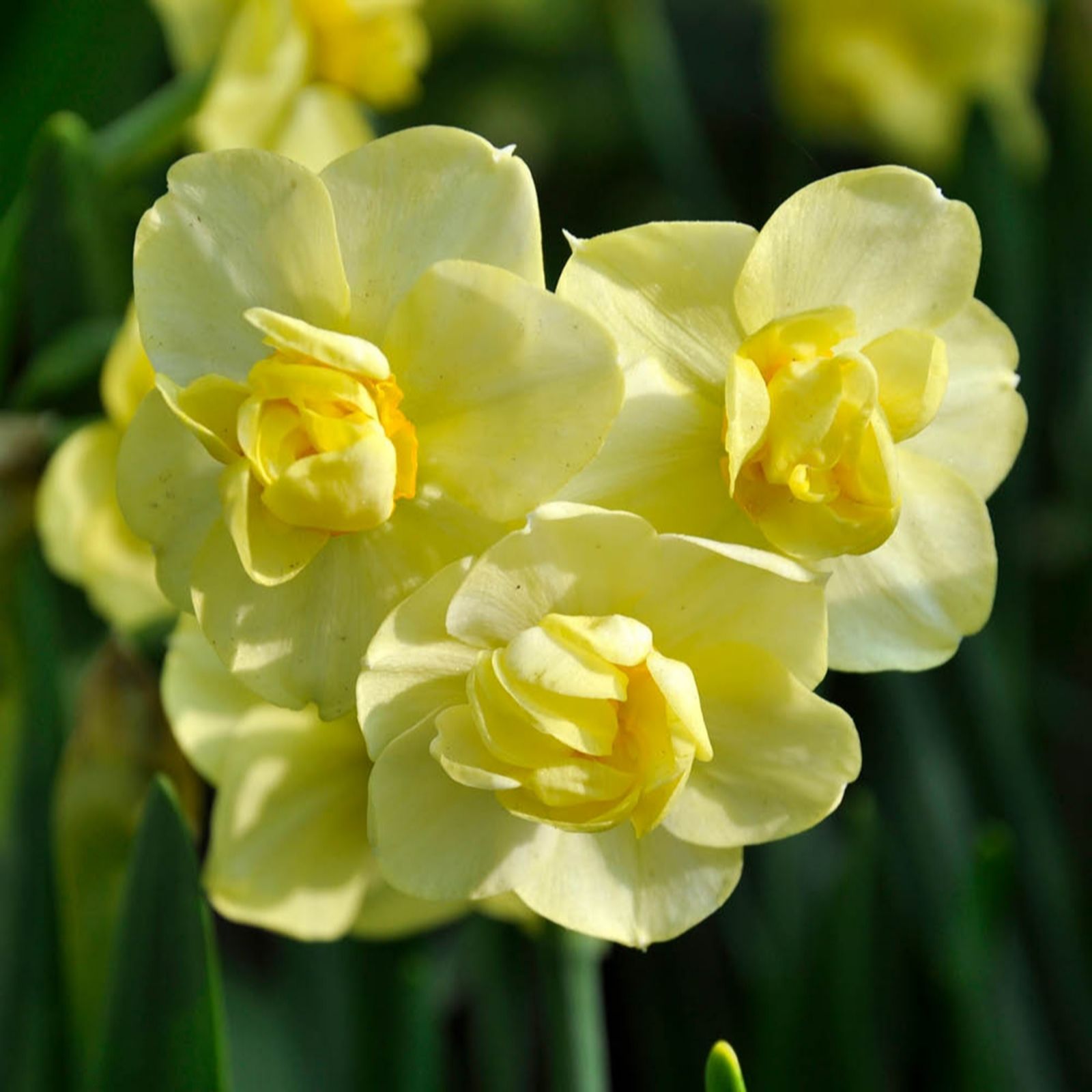 YouGarden Narcissus 'Yellow Cheerfulness' x30 bulbs