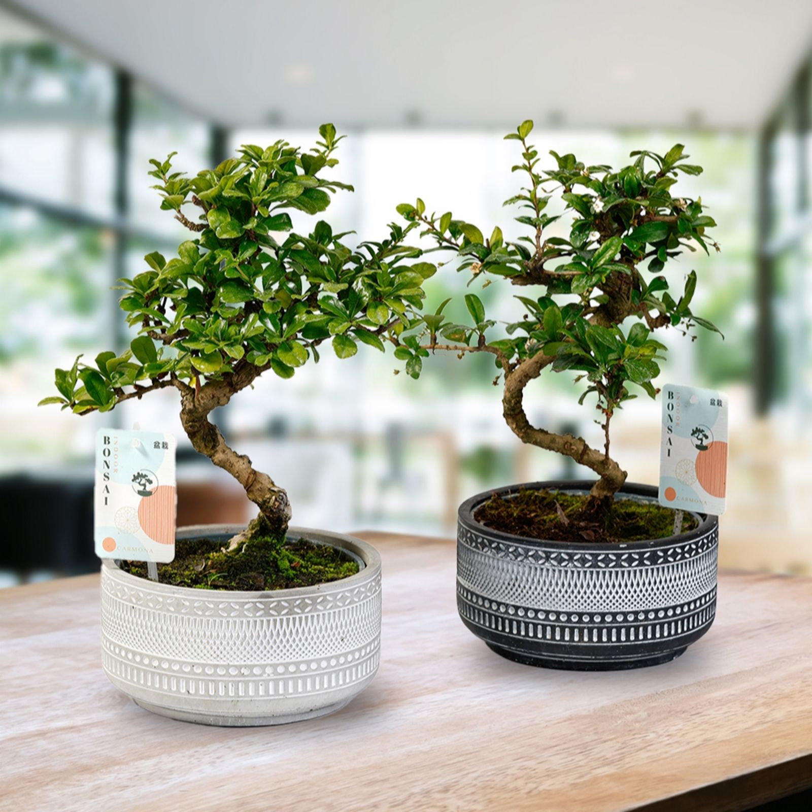 YouGarden Bonsai Tree in a 15cm Ceramic Tribal Mix Pot
